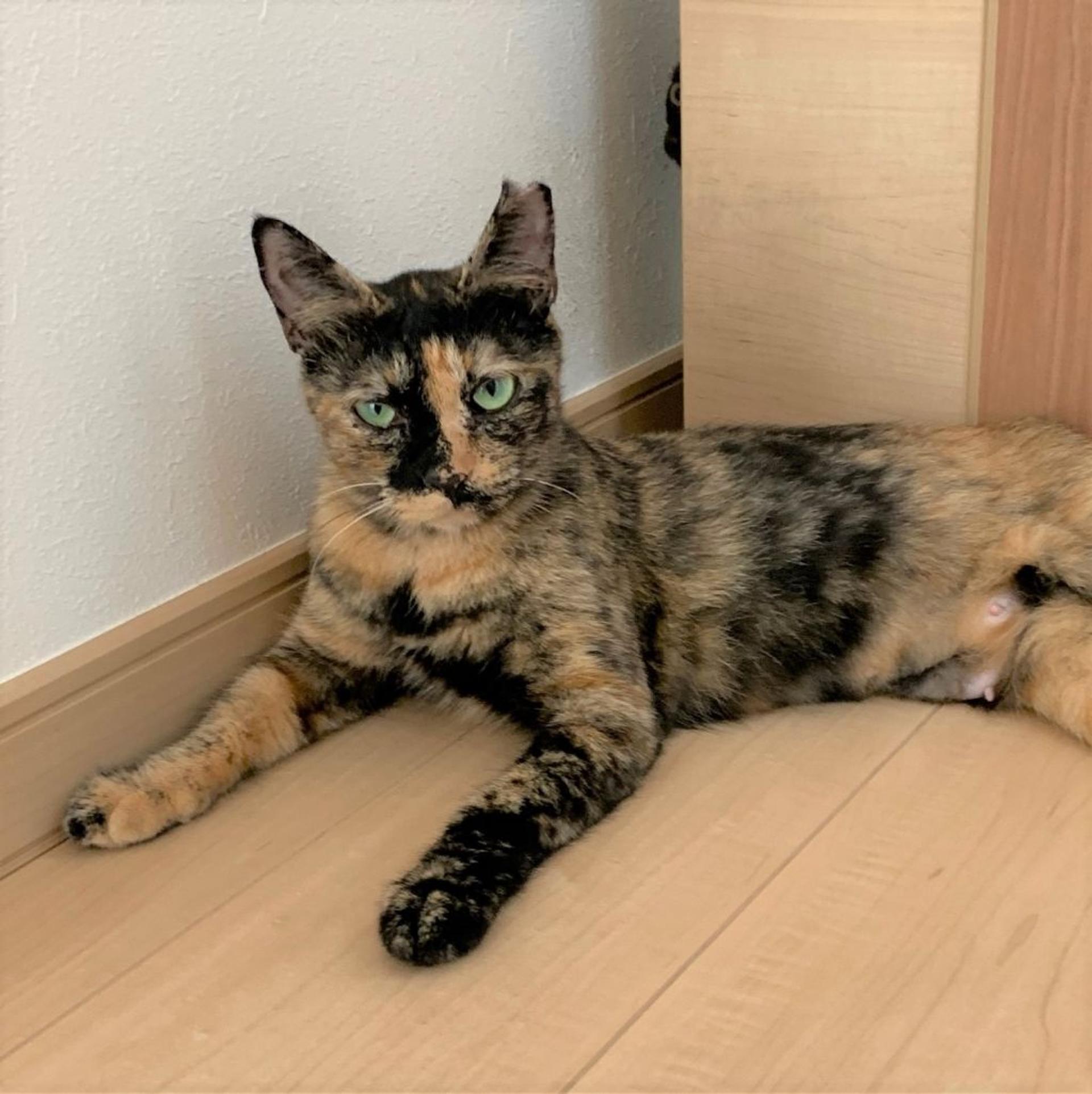 pet-image-4