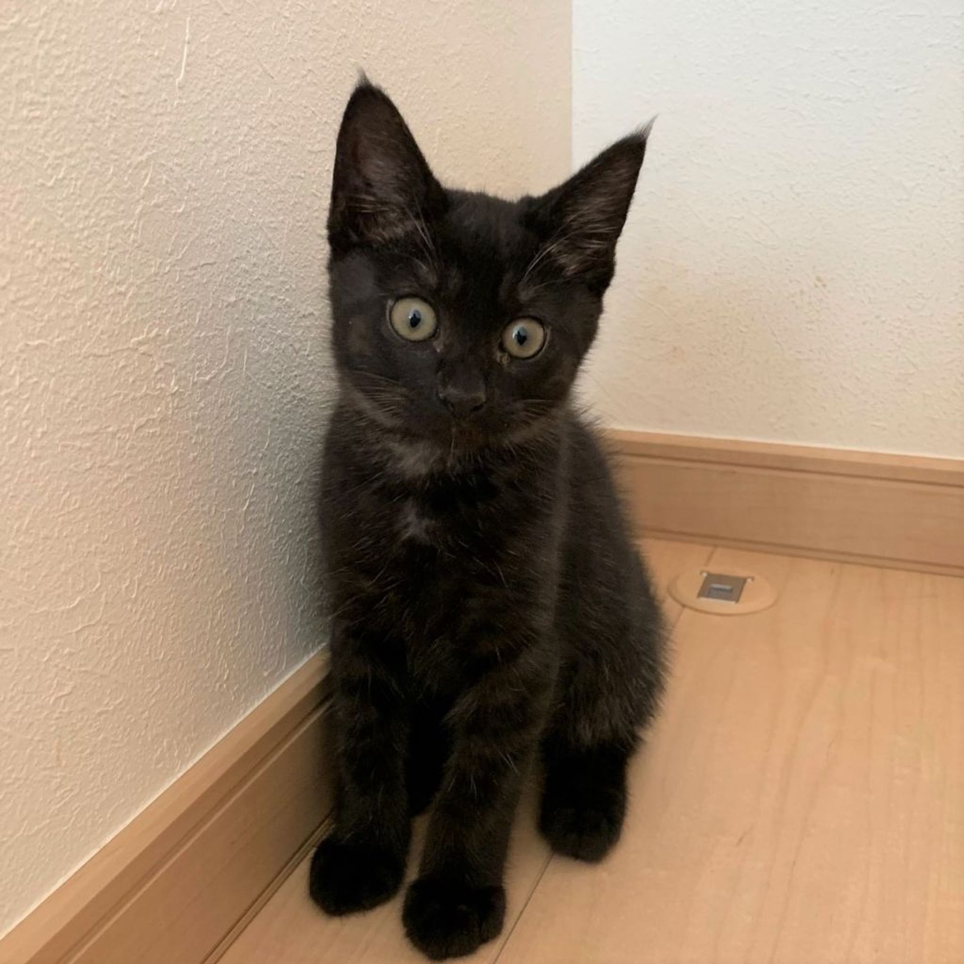 雑種（ミックス猫）・メスの里親募集の写真