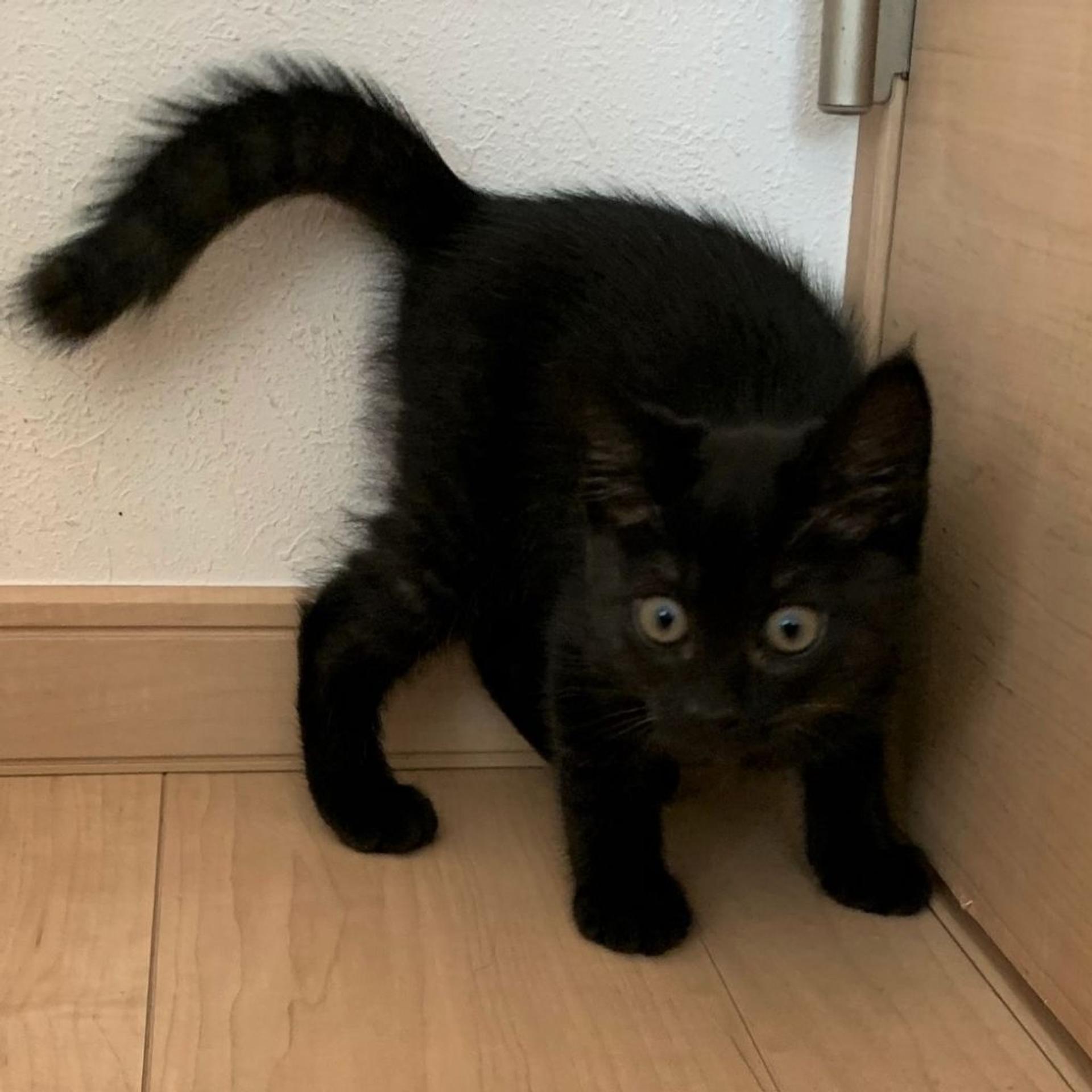 pet-image-3