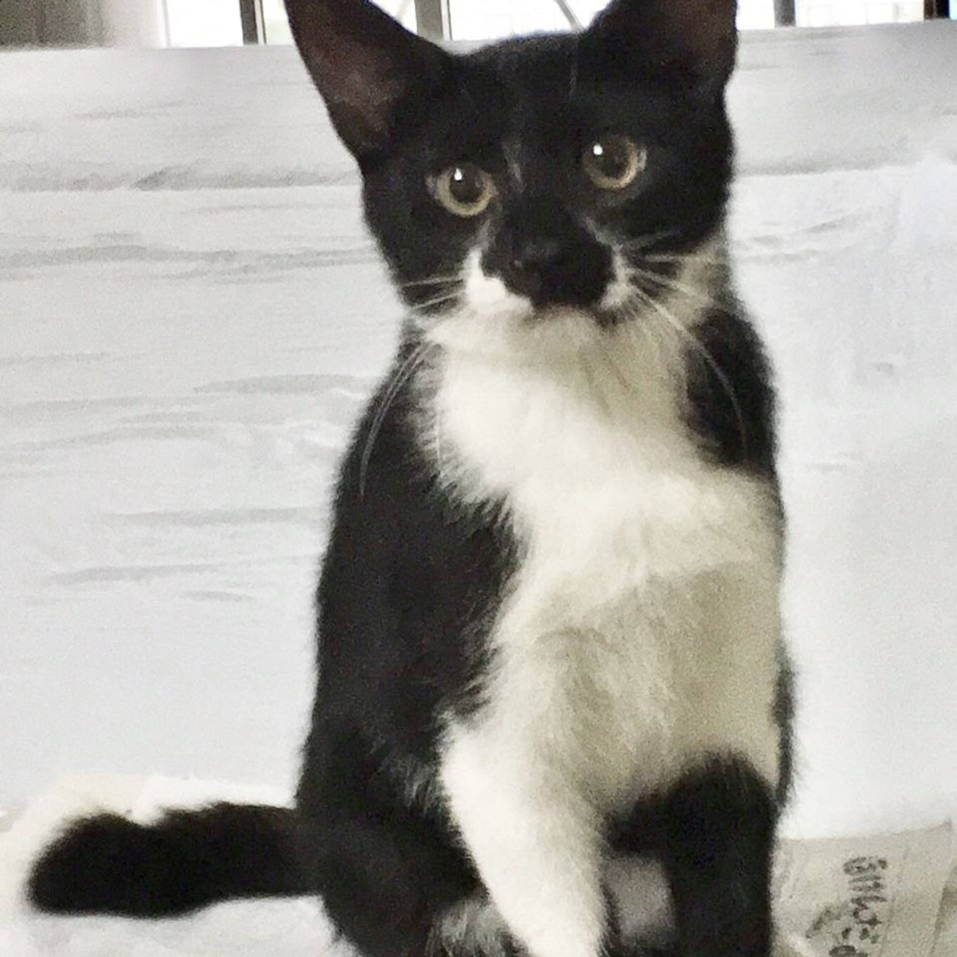 雑種（ミックス猫）・メスの里親募集の写真