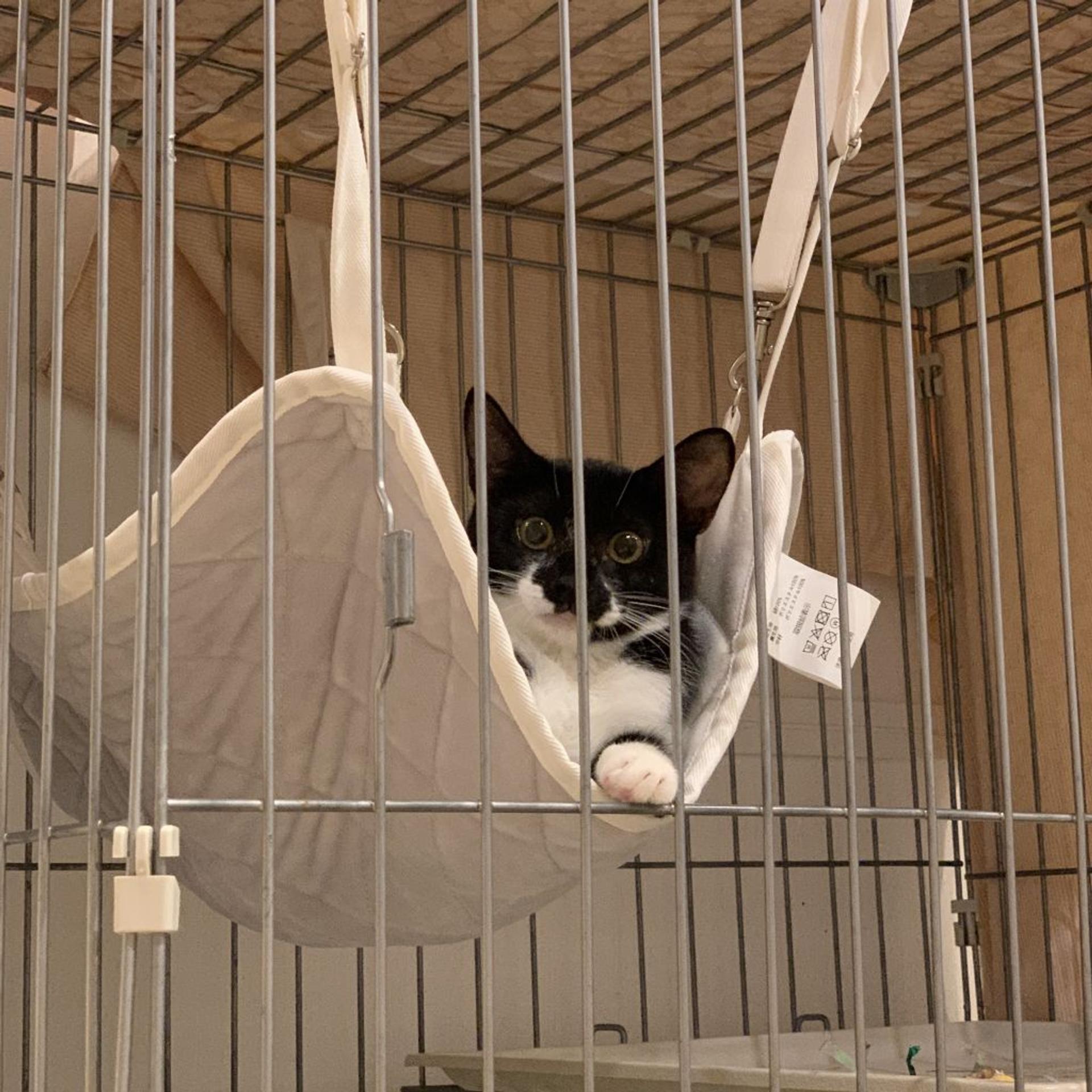 pet-image-7