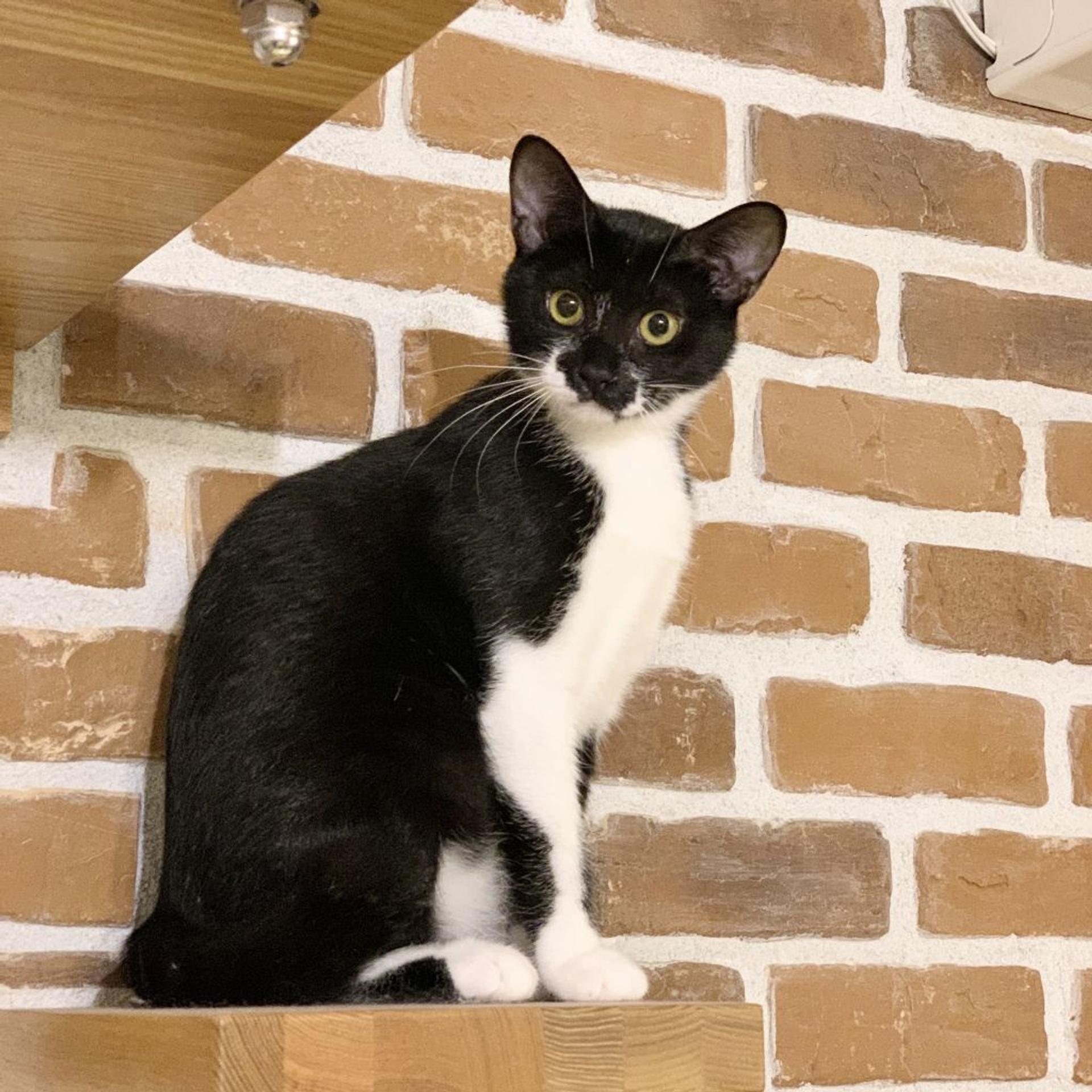 pet-image-4