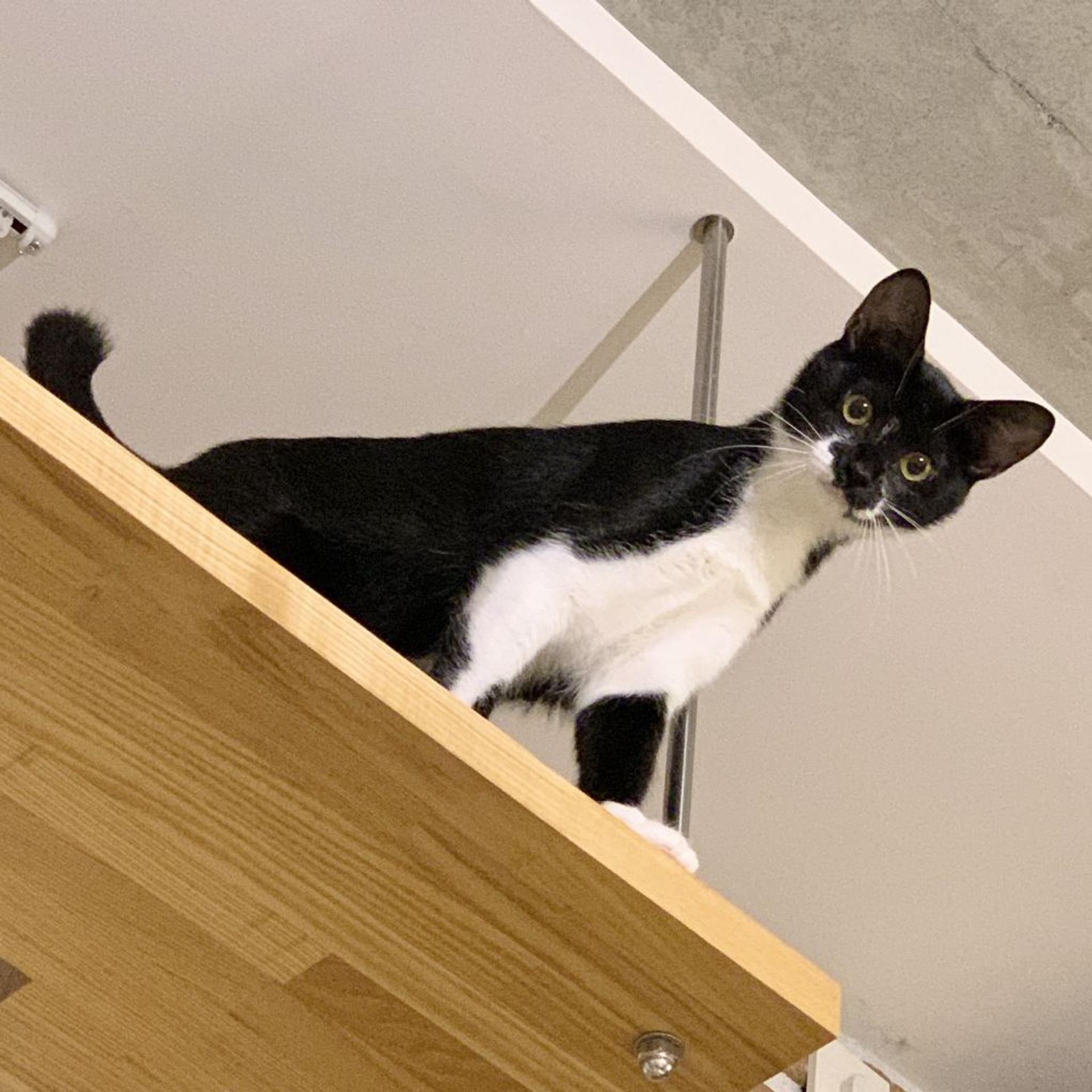 pet-image-5