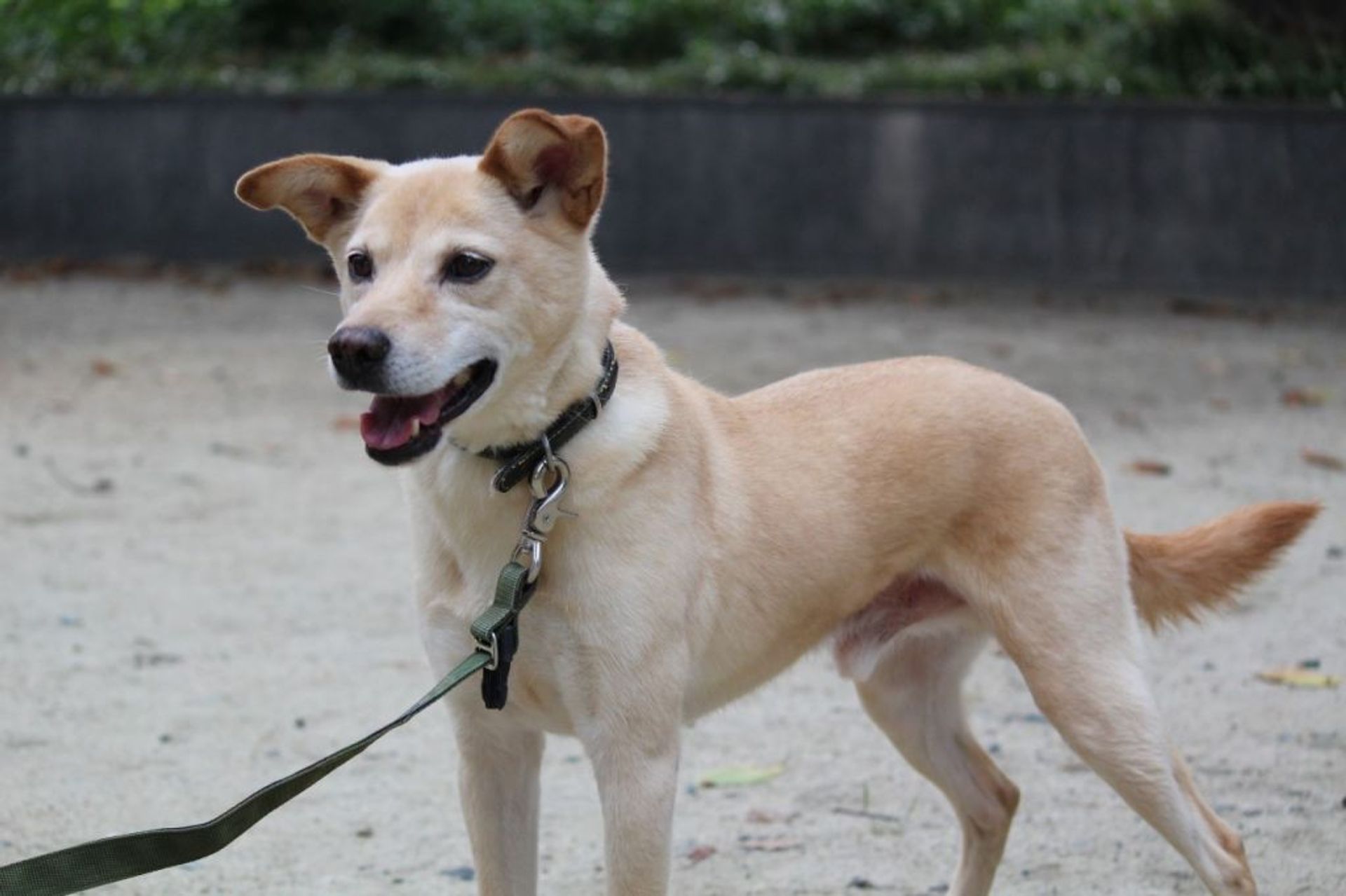 雑種（ミックス犬）・オスの里親募集の写真