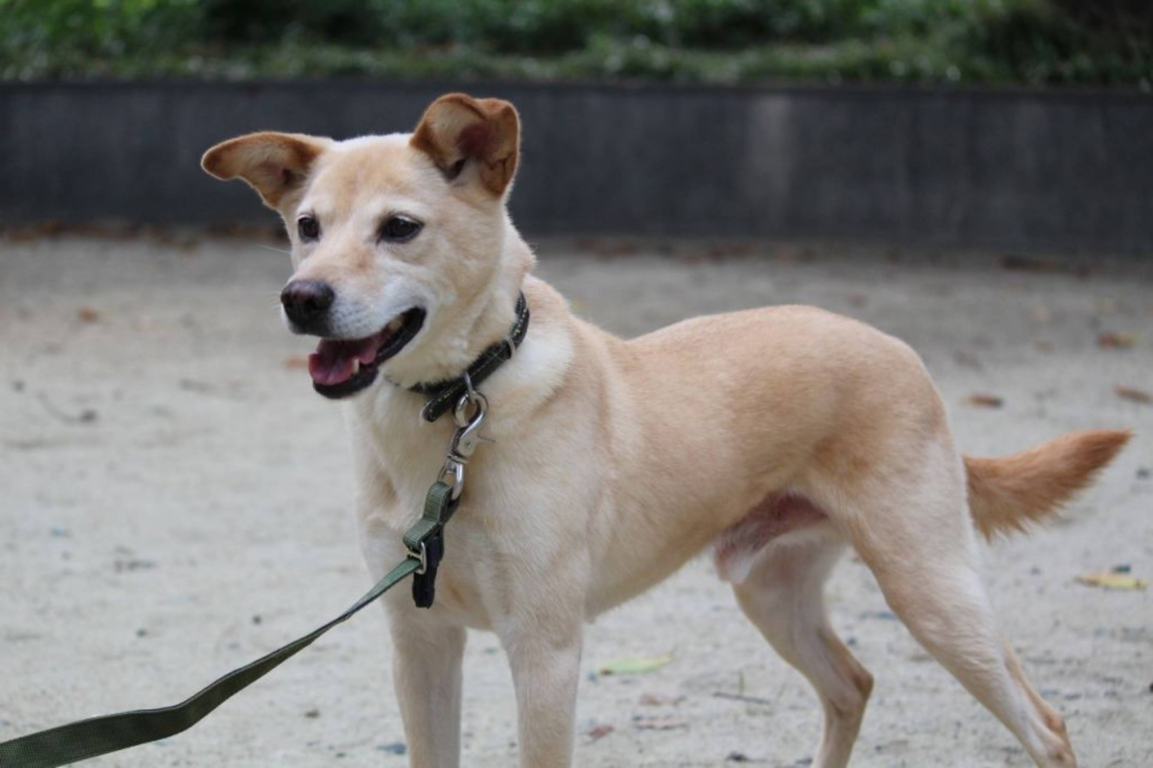 雑種（ミックス犬）・オスの里親募集の写真