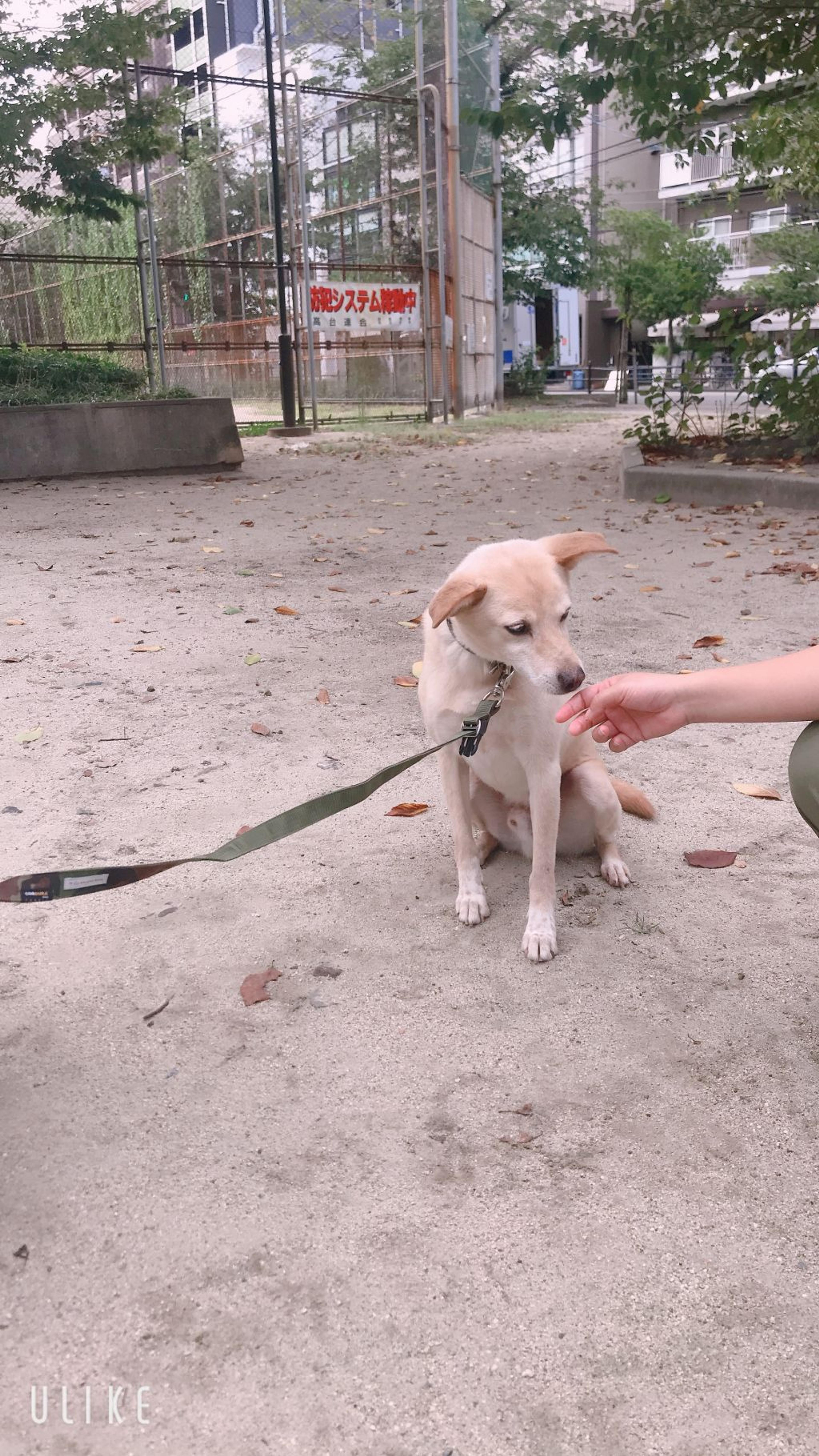 pet-image-3