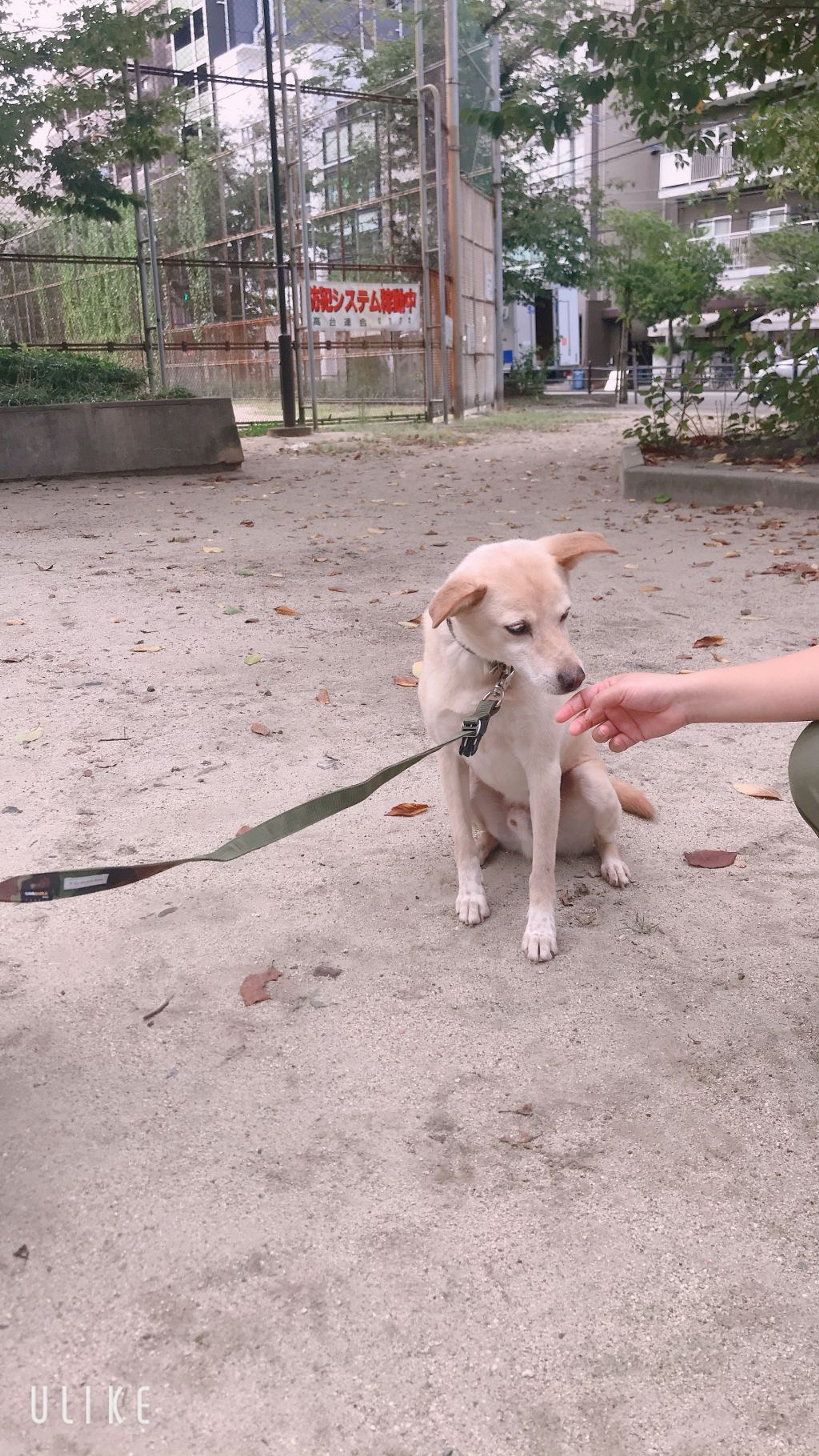 pet-image-3