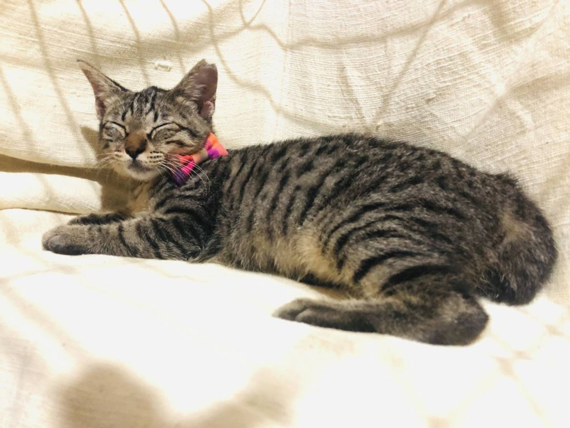 雑種（ミックス猫）・メスの里親募集の写真