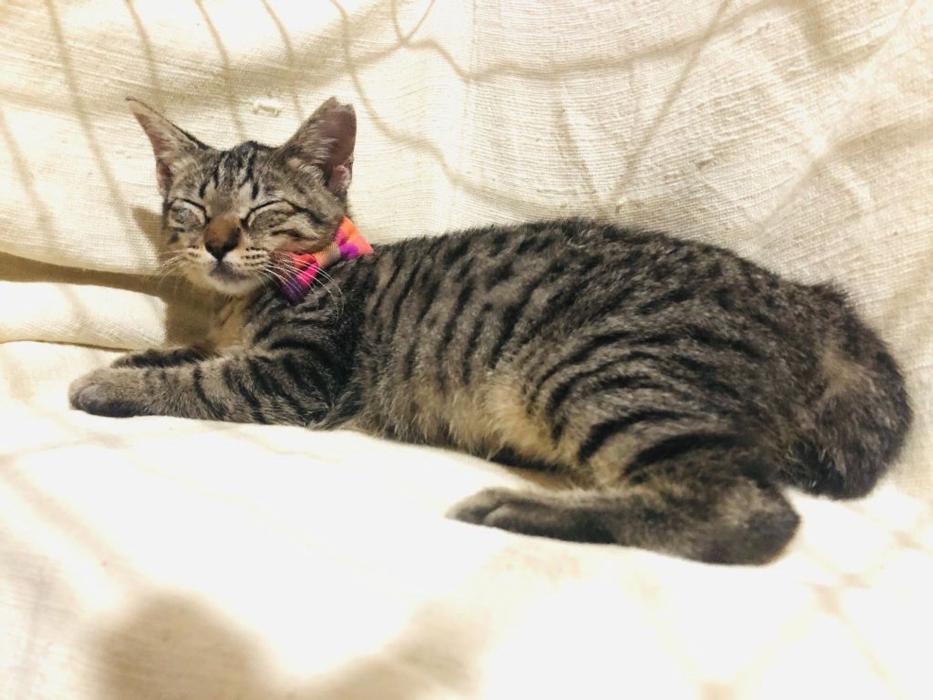 雑種（ミックス猫）・メスの里親募集の写真