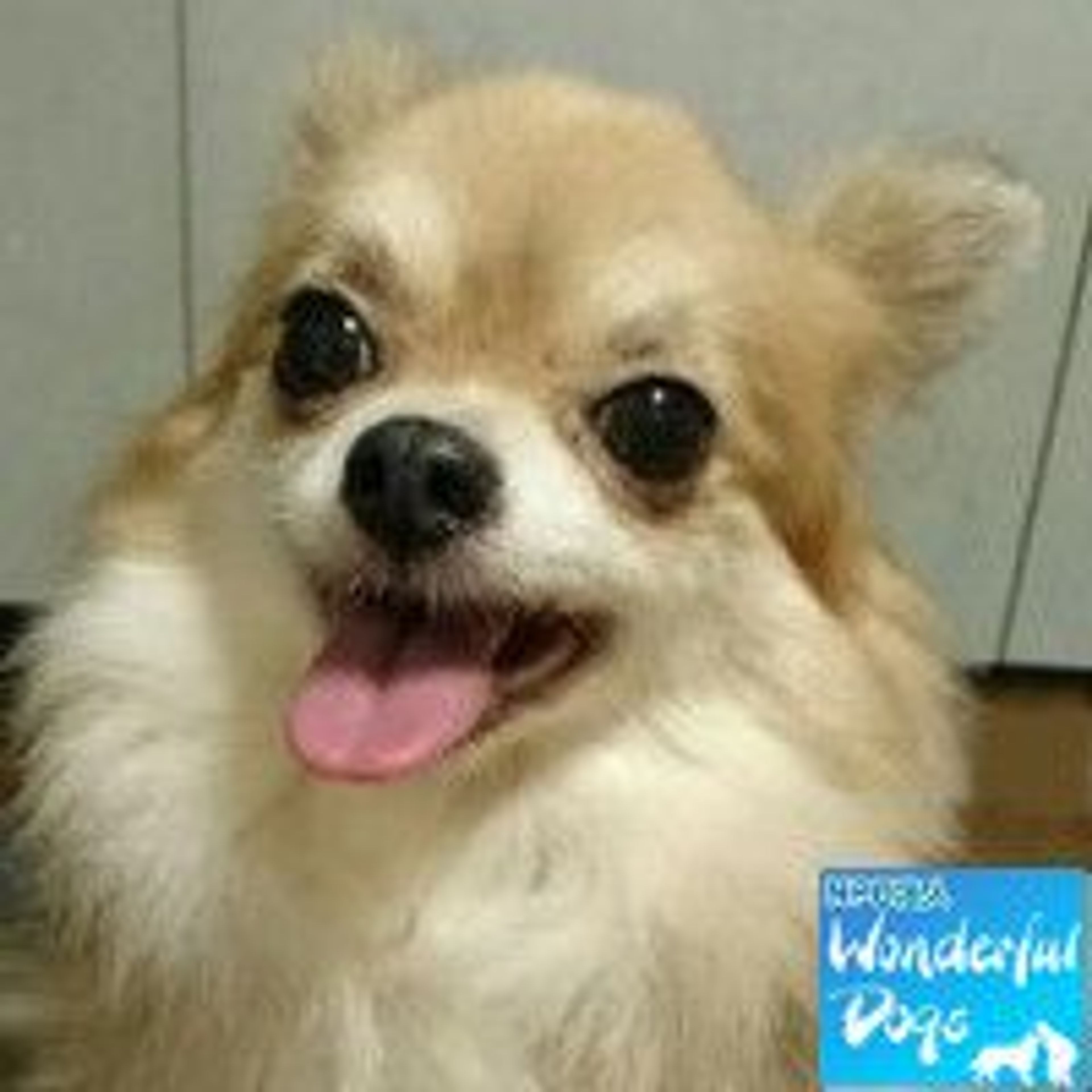チワワ・メスの里親募集の写真