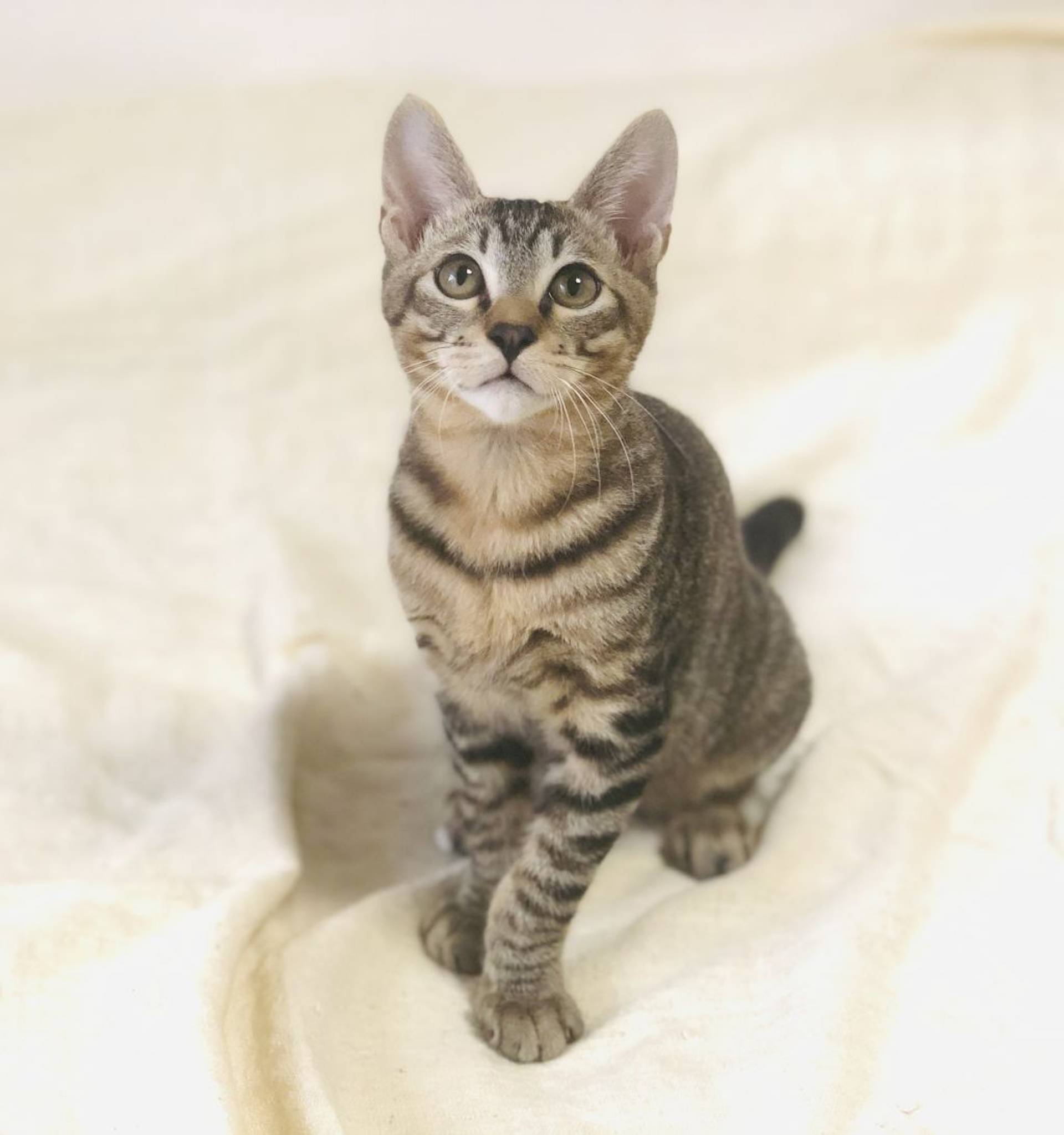 雑種（ミックス猫）・オスの里親募集の写真