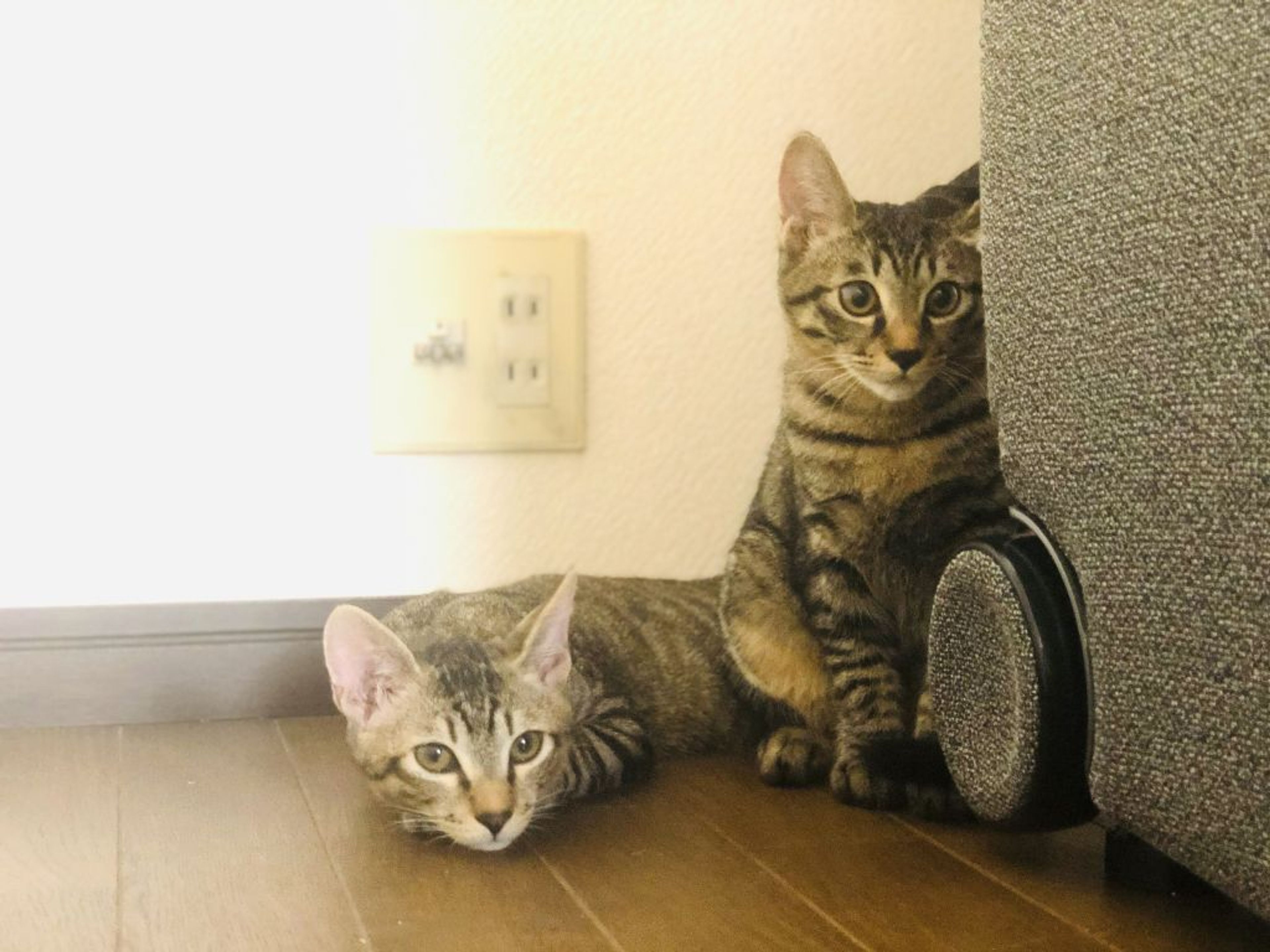 pet-image-4