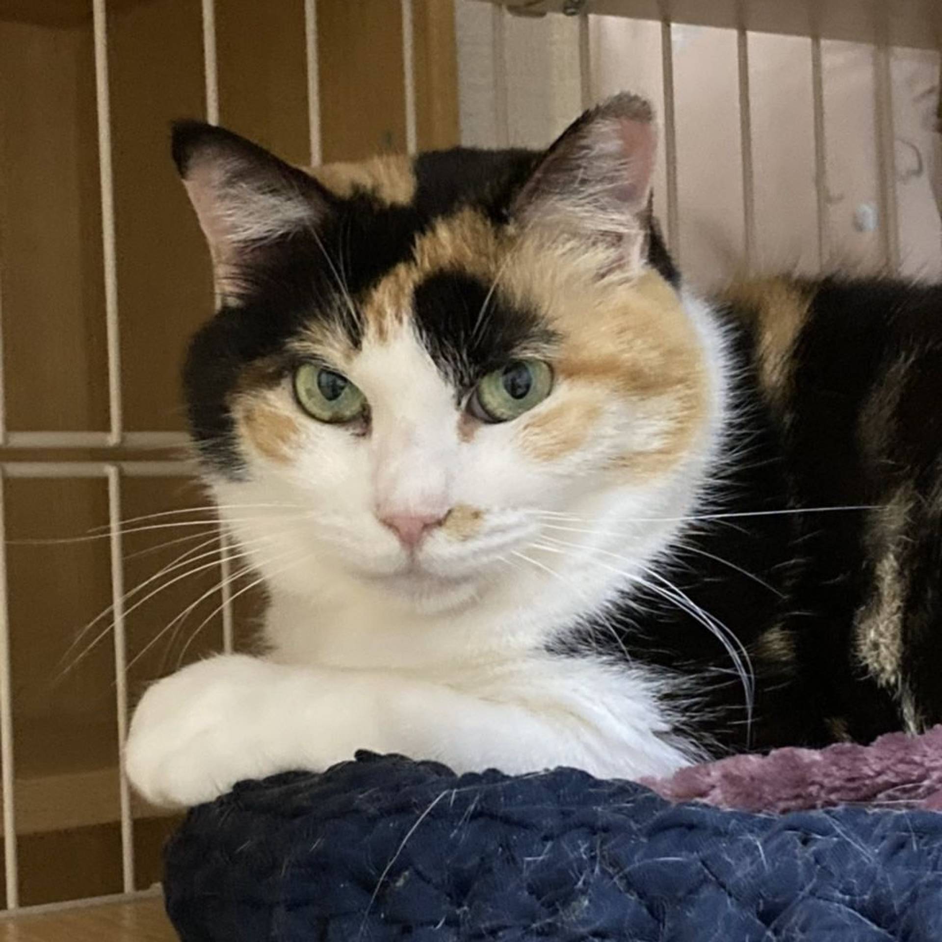 雑種（ミックス猫）・メスの里親募集の写真