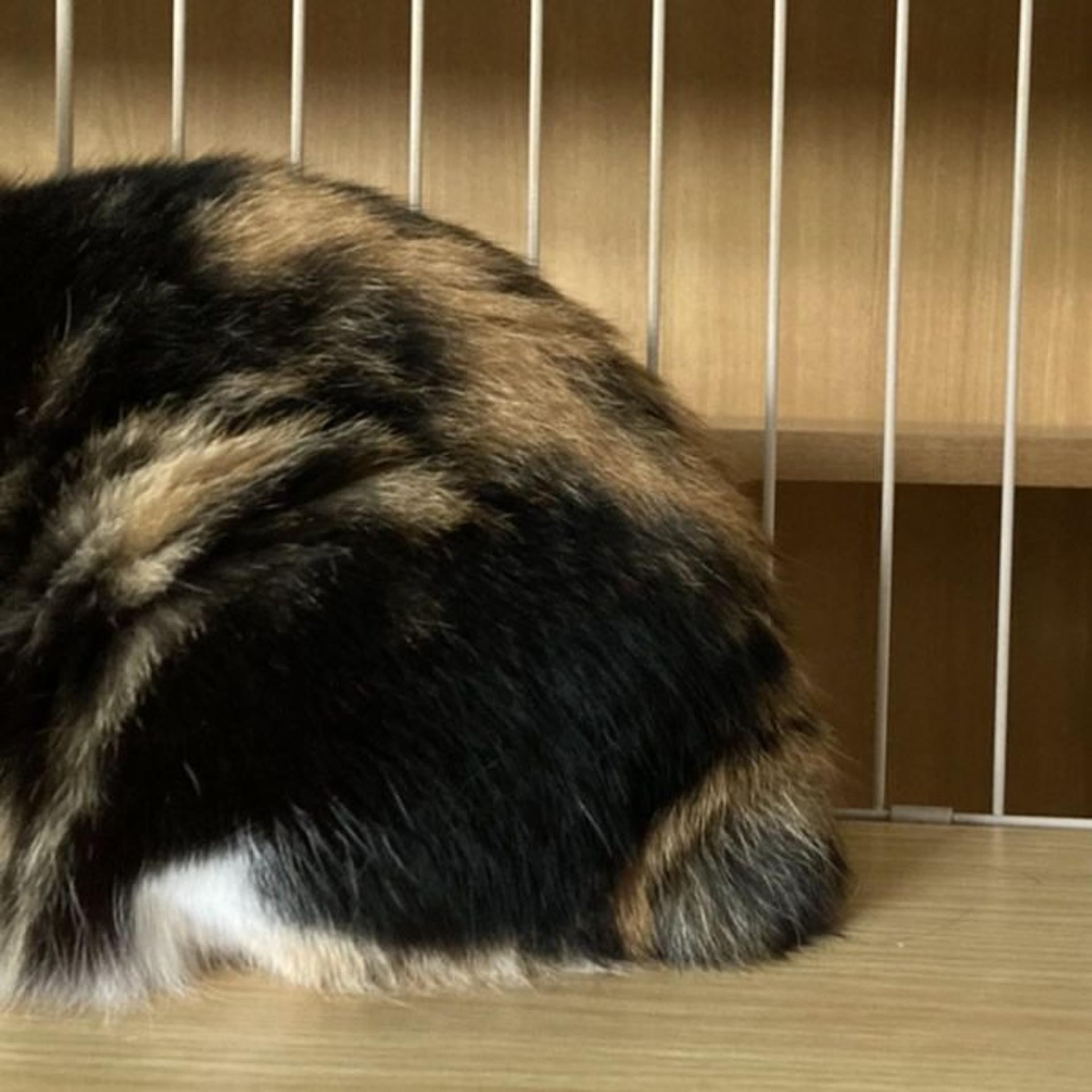 pet-image-4