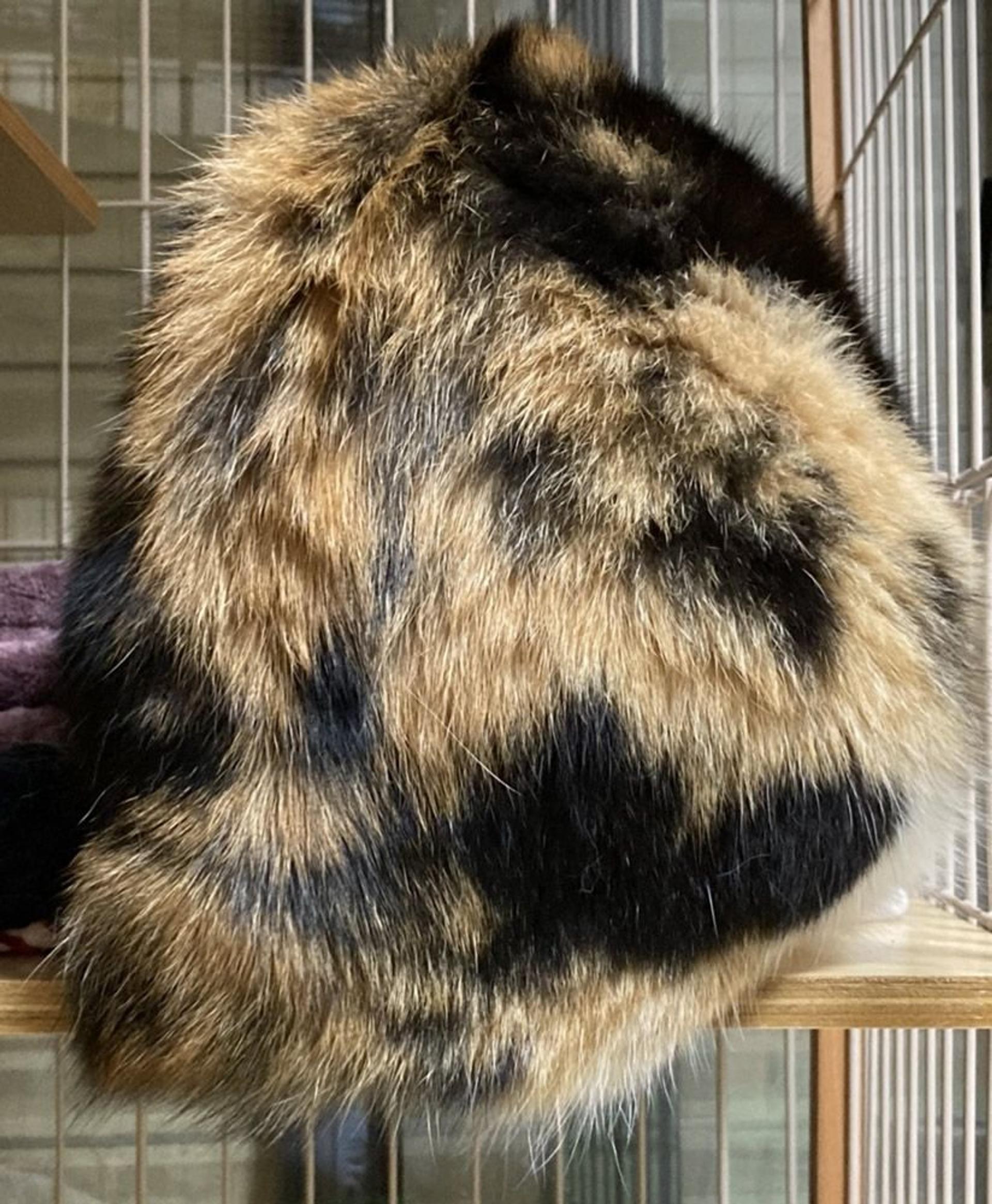 pet-image-5
