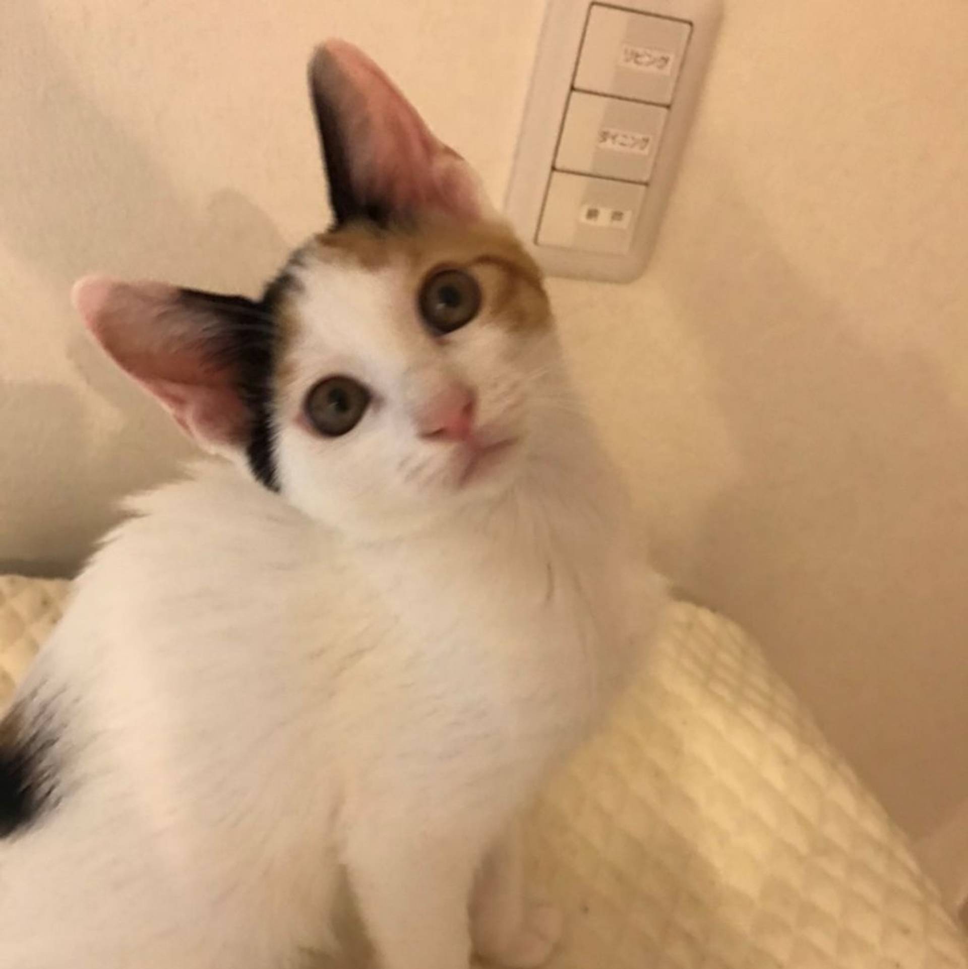 雑種（ミックス猫）・メスの里親募集の写真