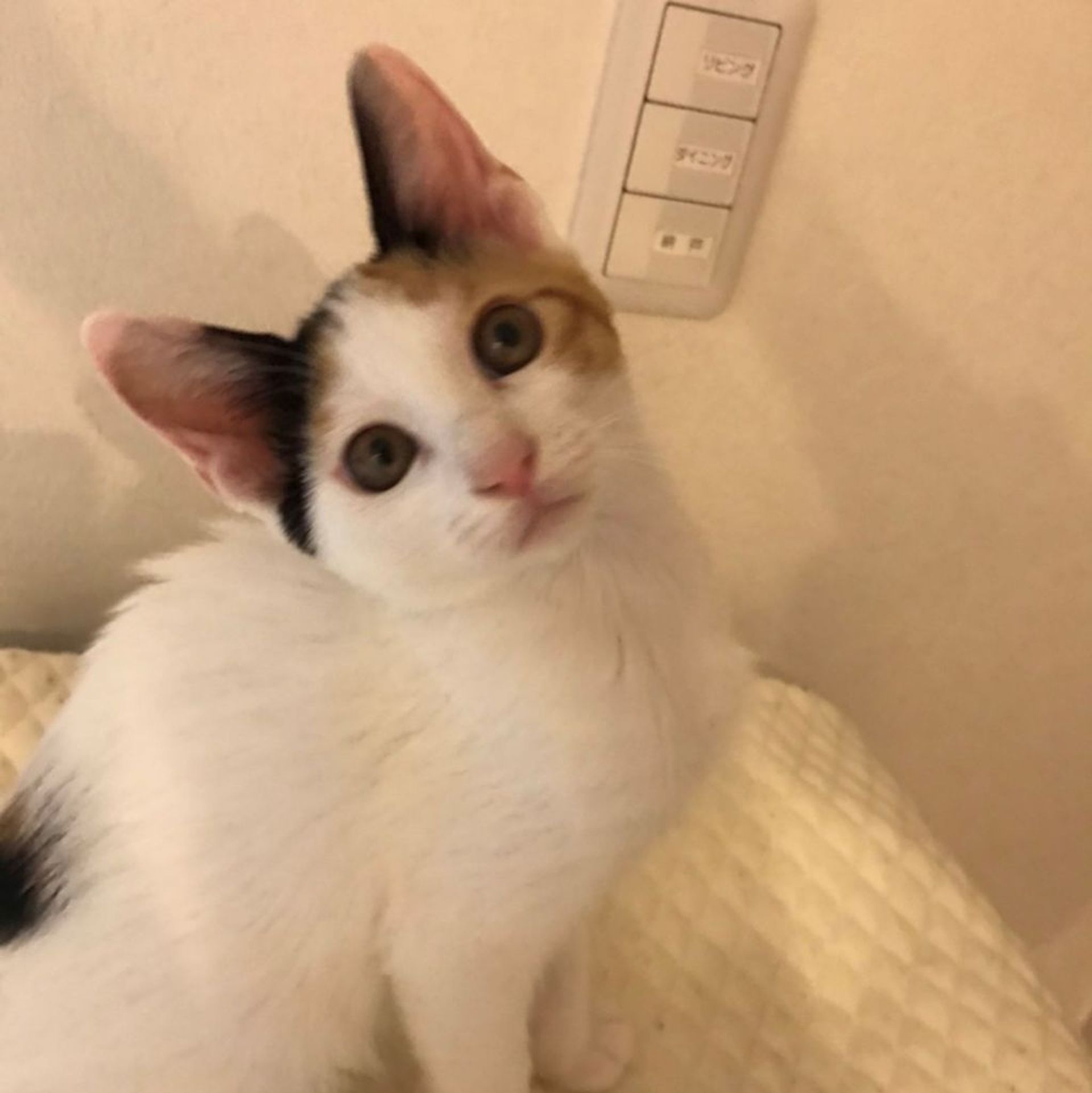 雑種（ミックス猫）・メスの里親募集の写真