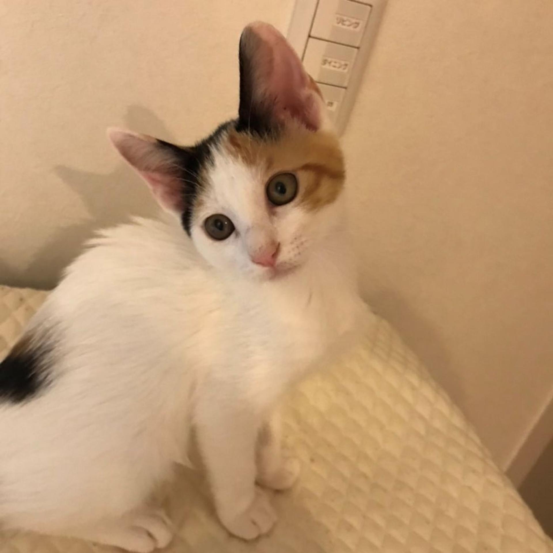 pet-image-2