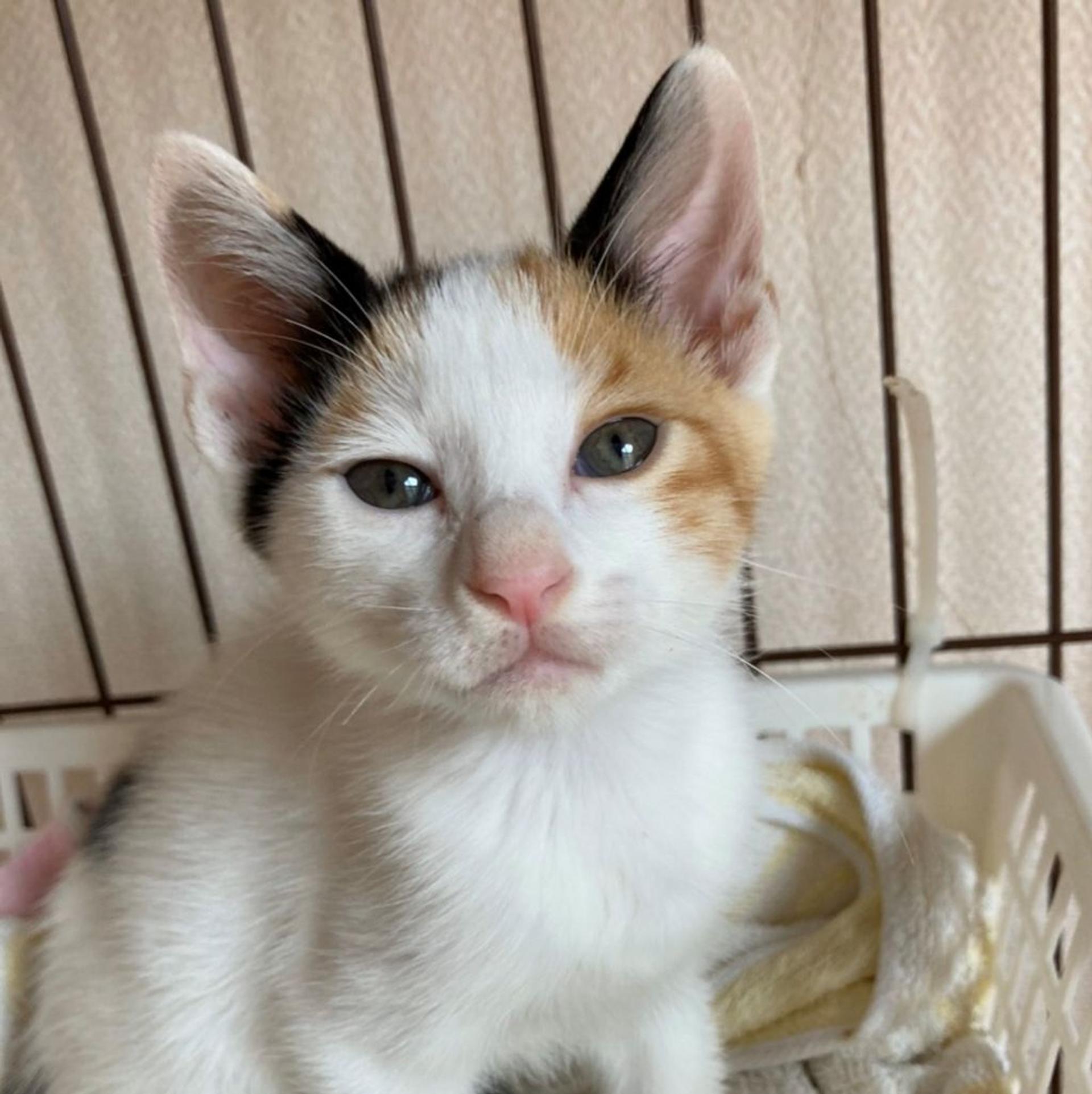 pet-image-5