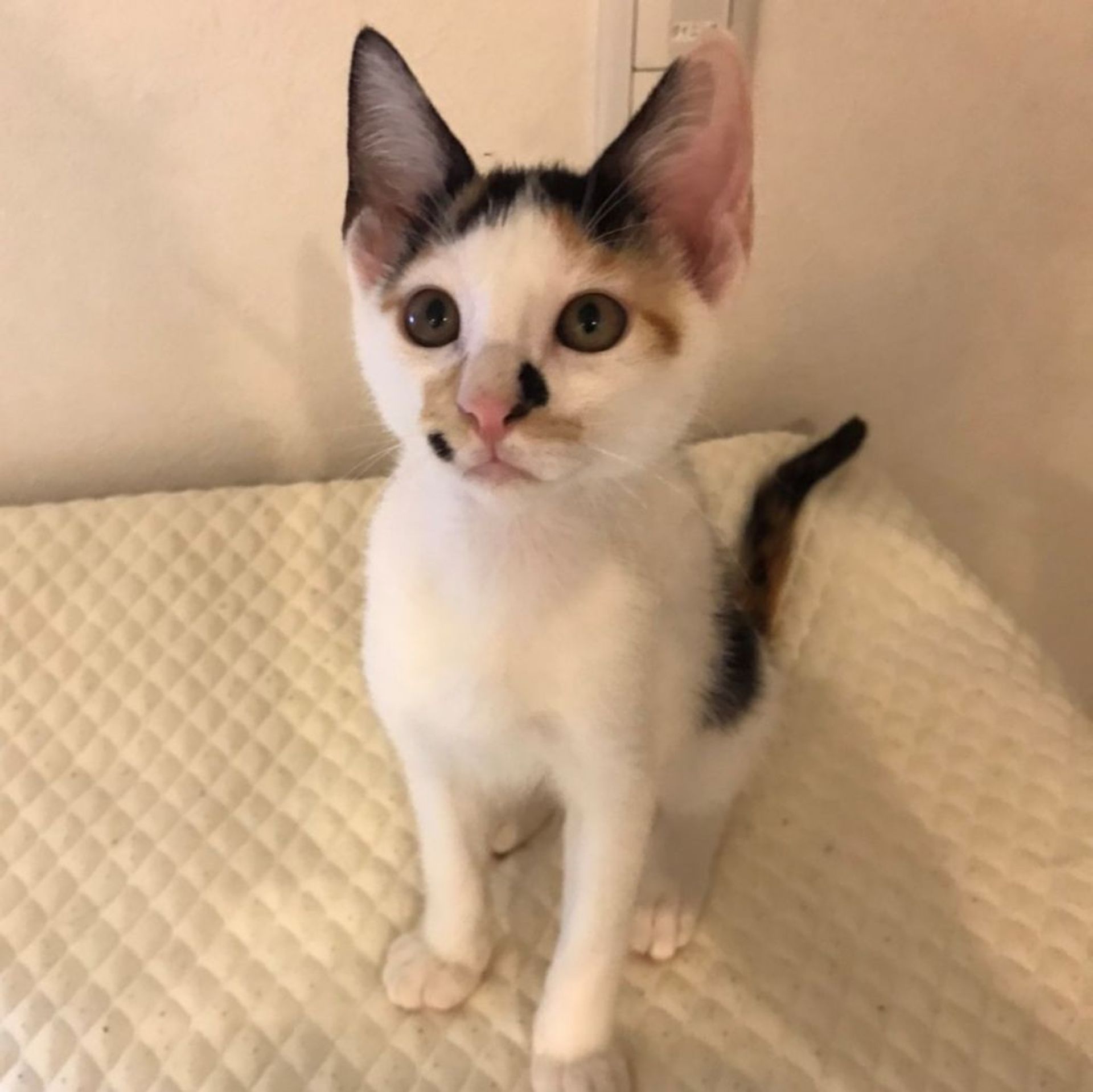 雑種（ミックス猫）・メスの里親募集の写真