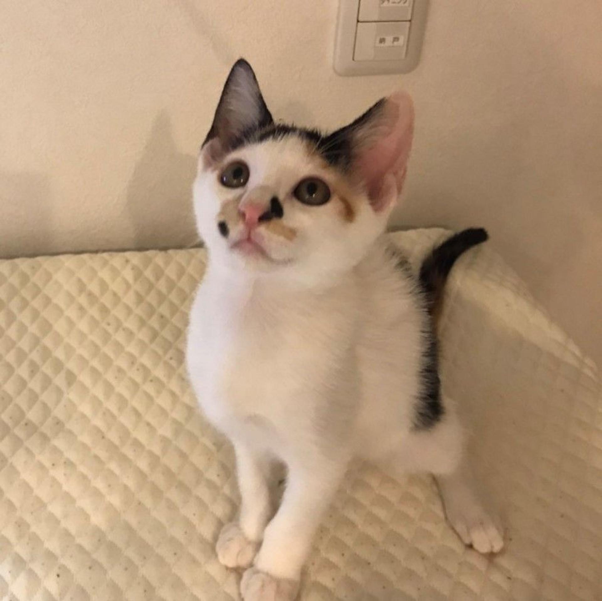 pet-image-3