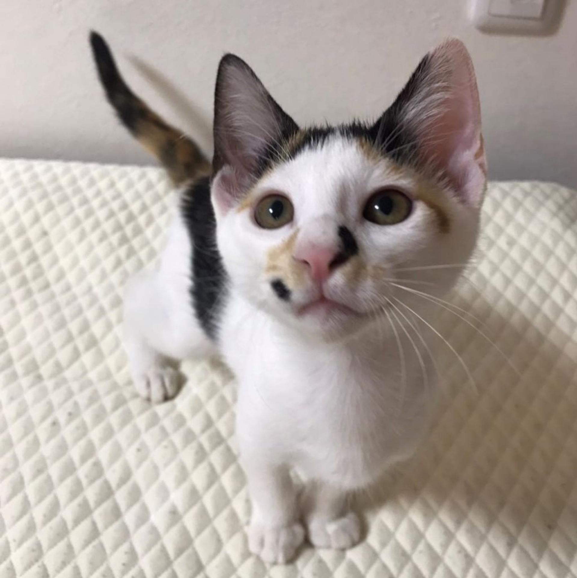 pet-image-4