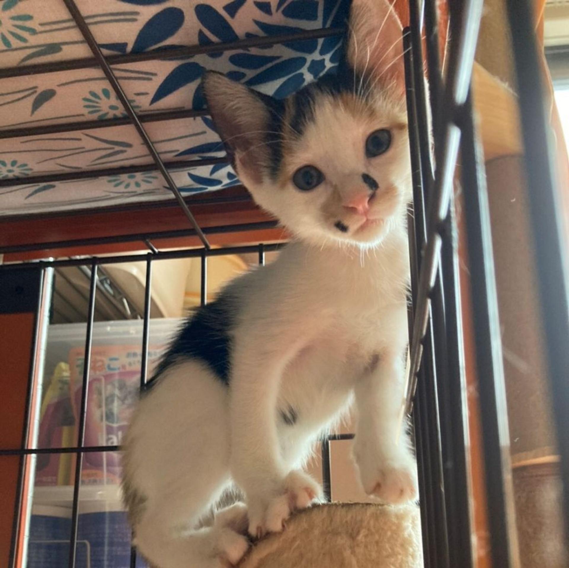 pet-image-7