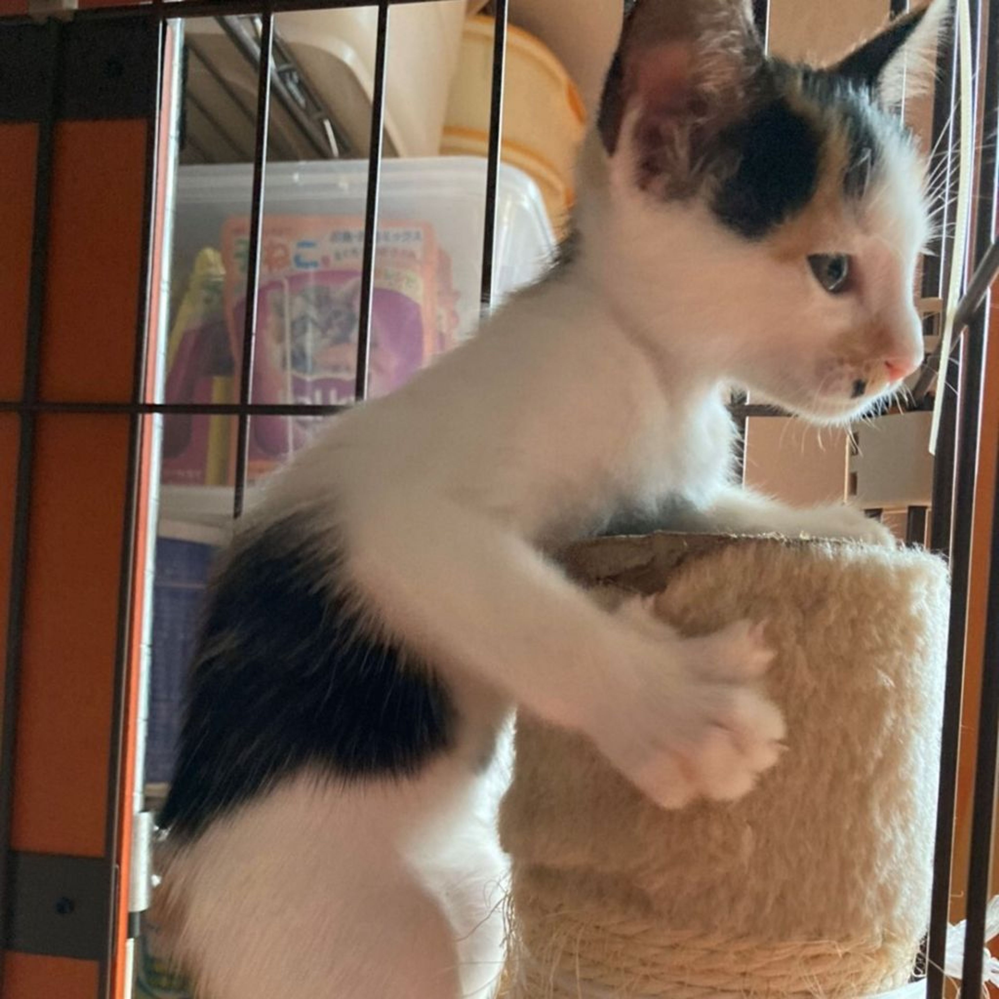 pet-image-8