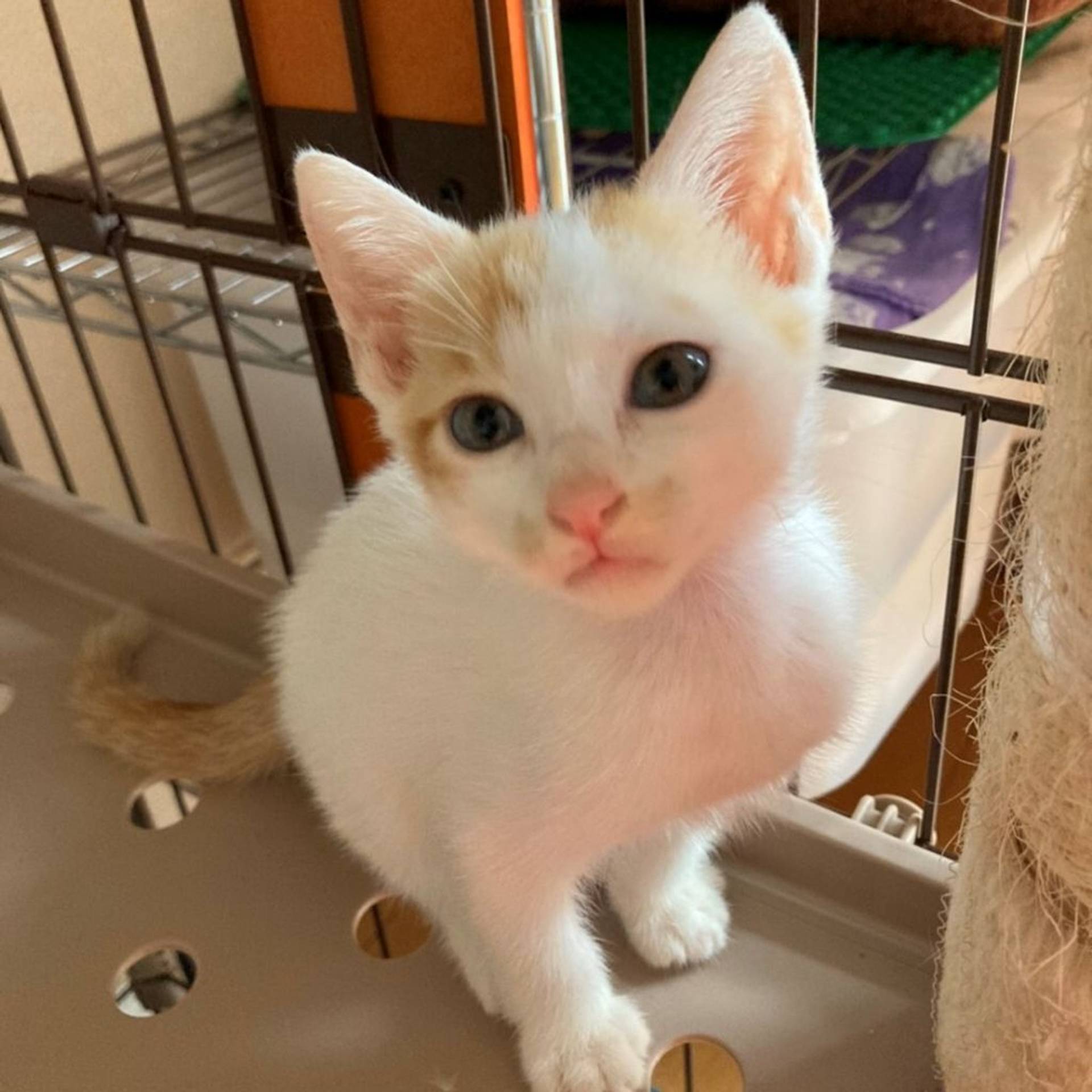 雑種（ミックス猫）・オスの里親募集の写真