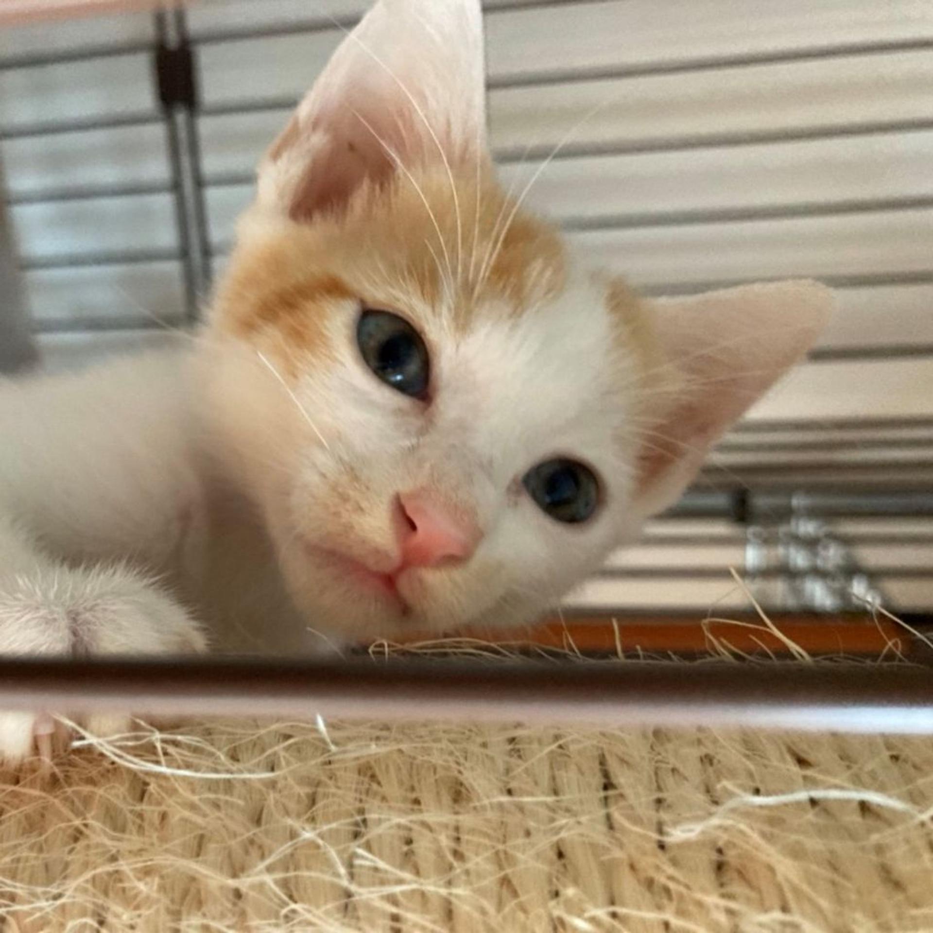 pet-image-3