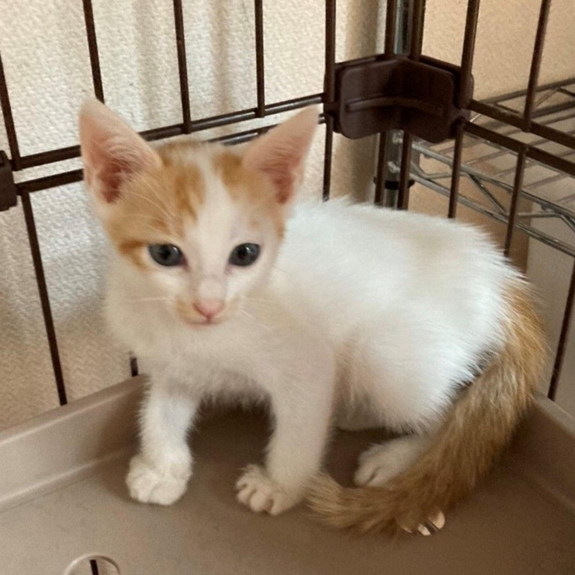 pet-image-4