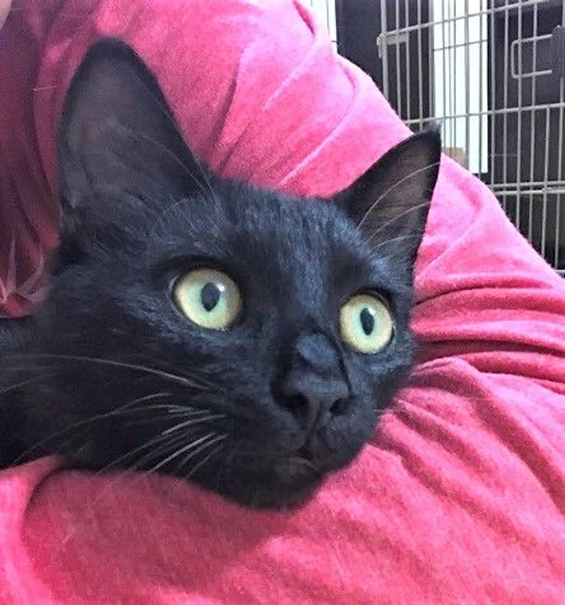 pet-image-2
