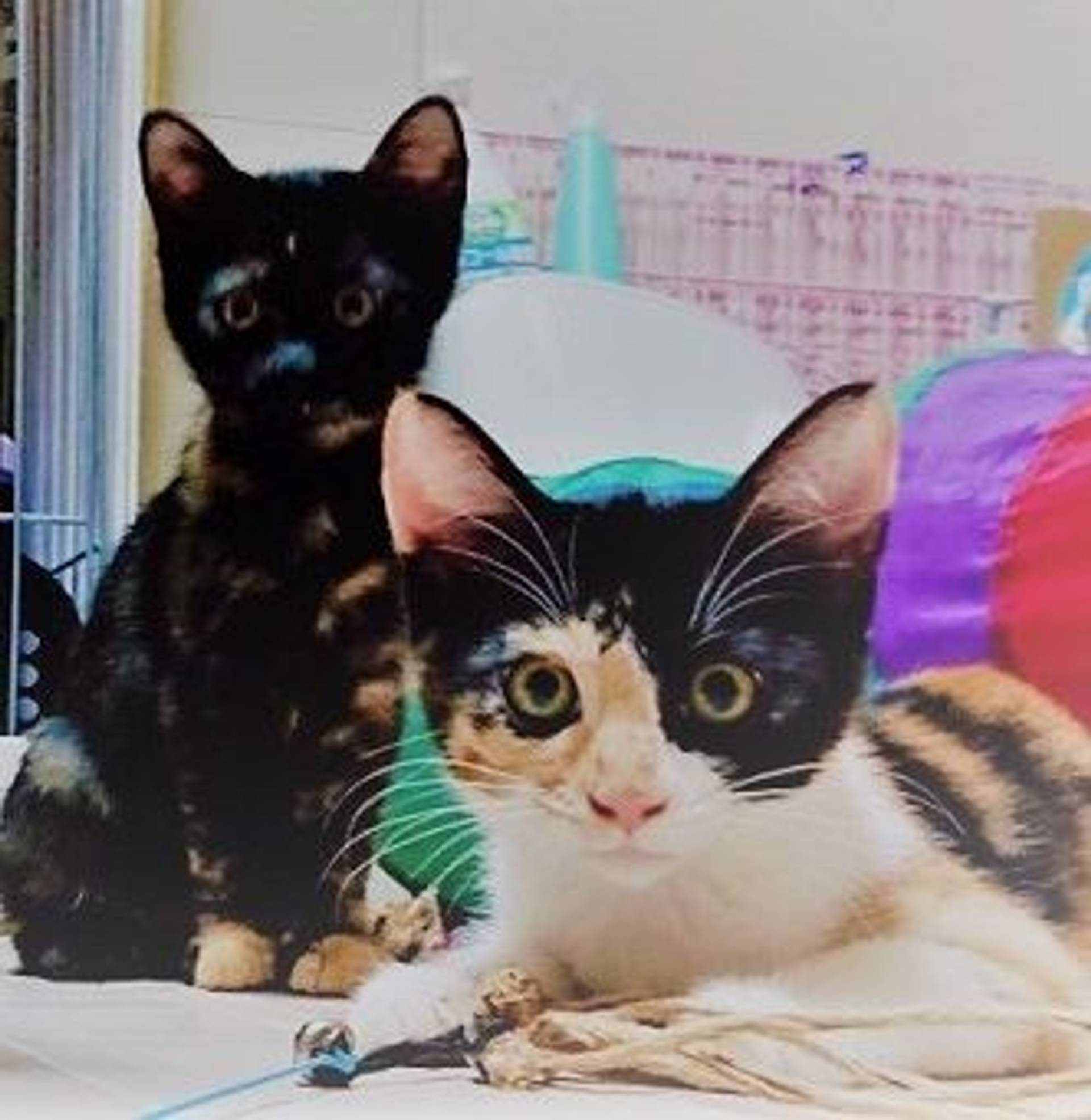 雑種（ミックス猫）・メスの里親募集の写真