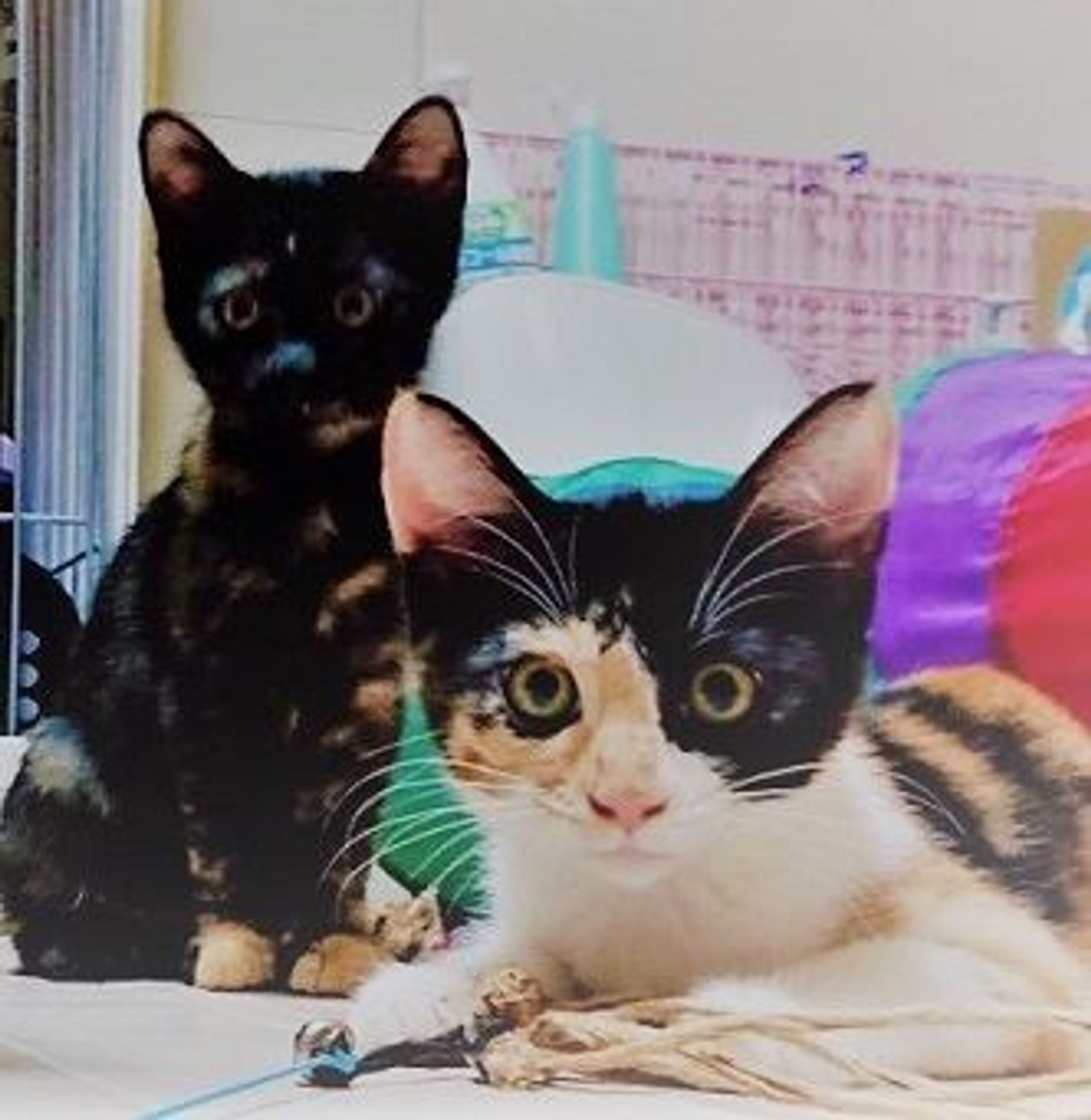 雑種（ミックス猫）・メスの里親募集の写真