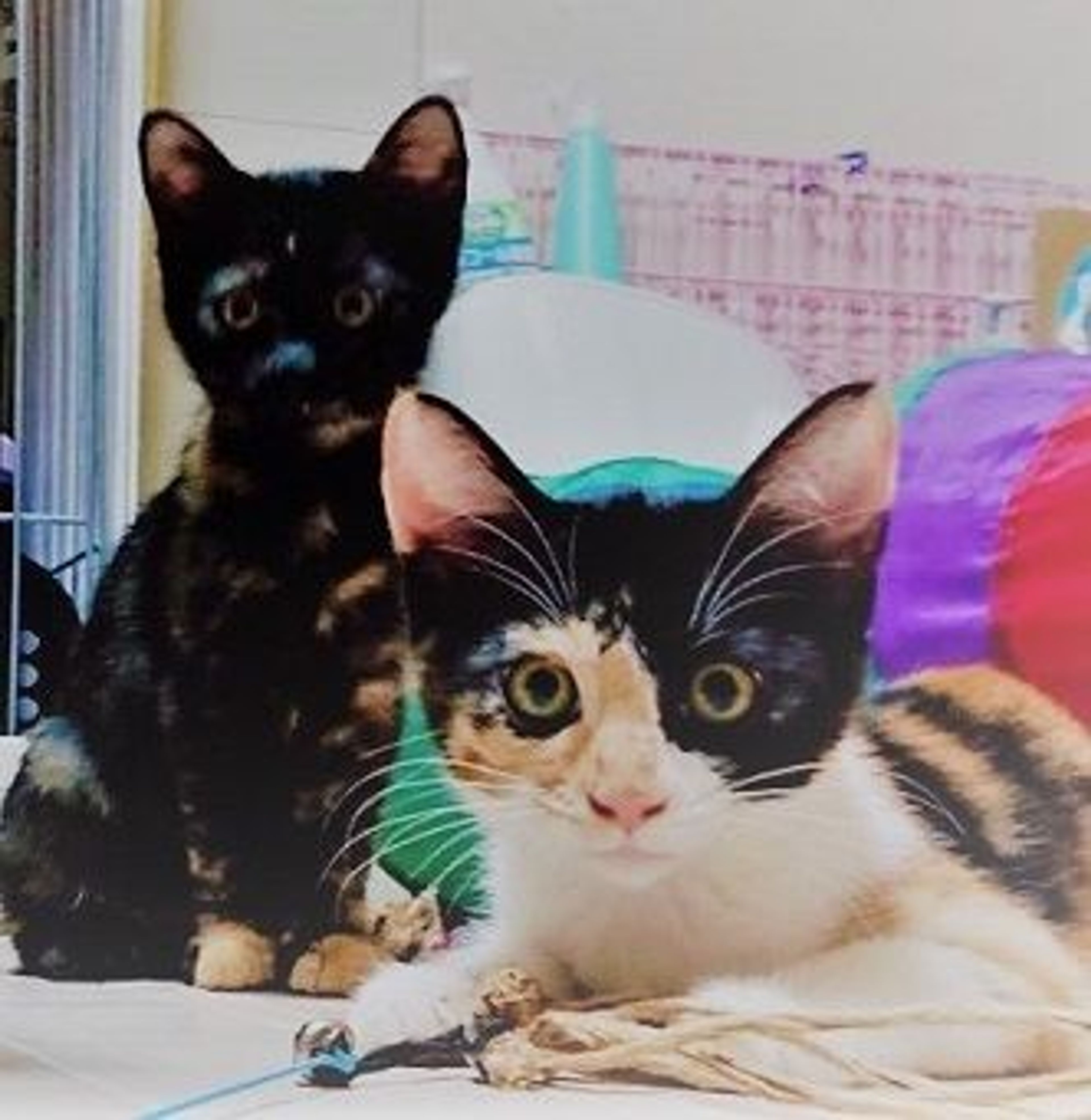 雑種（ミックス猫）・メスの里親募集の写真