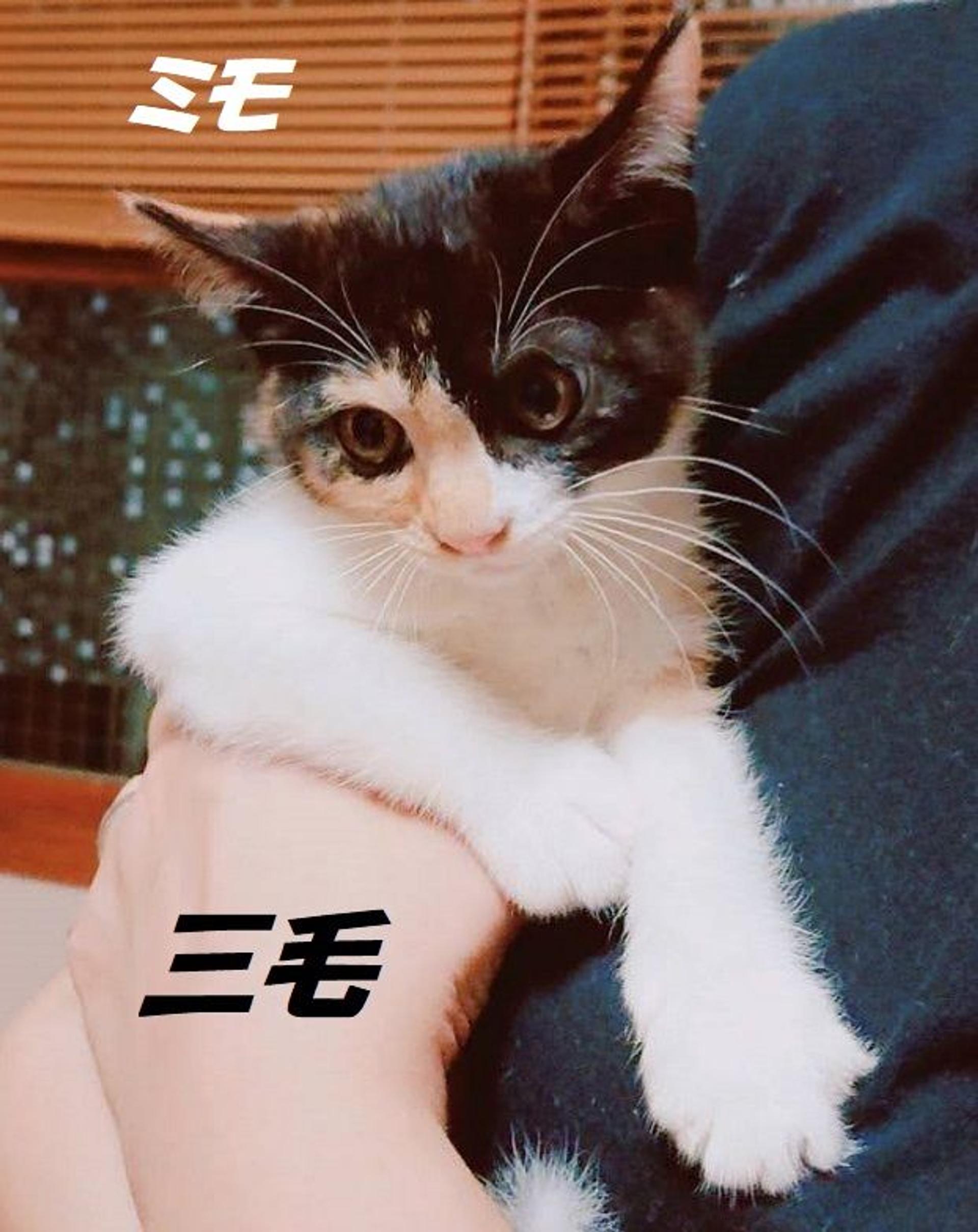 pet-image-2
