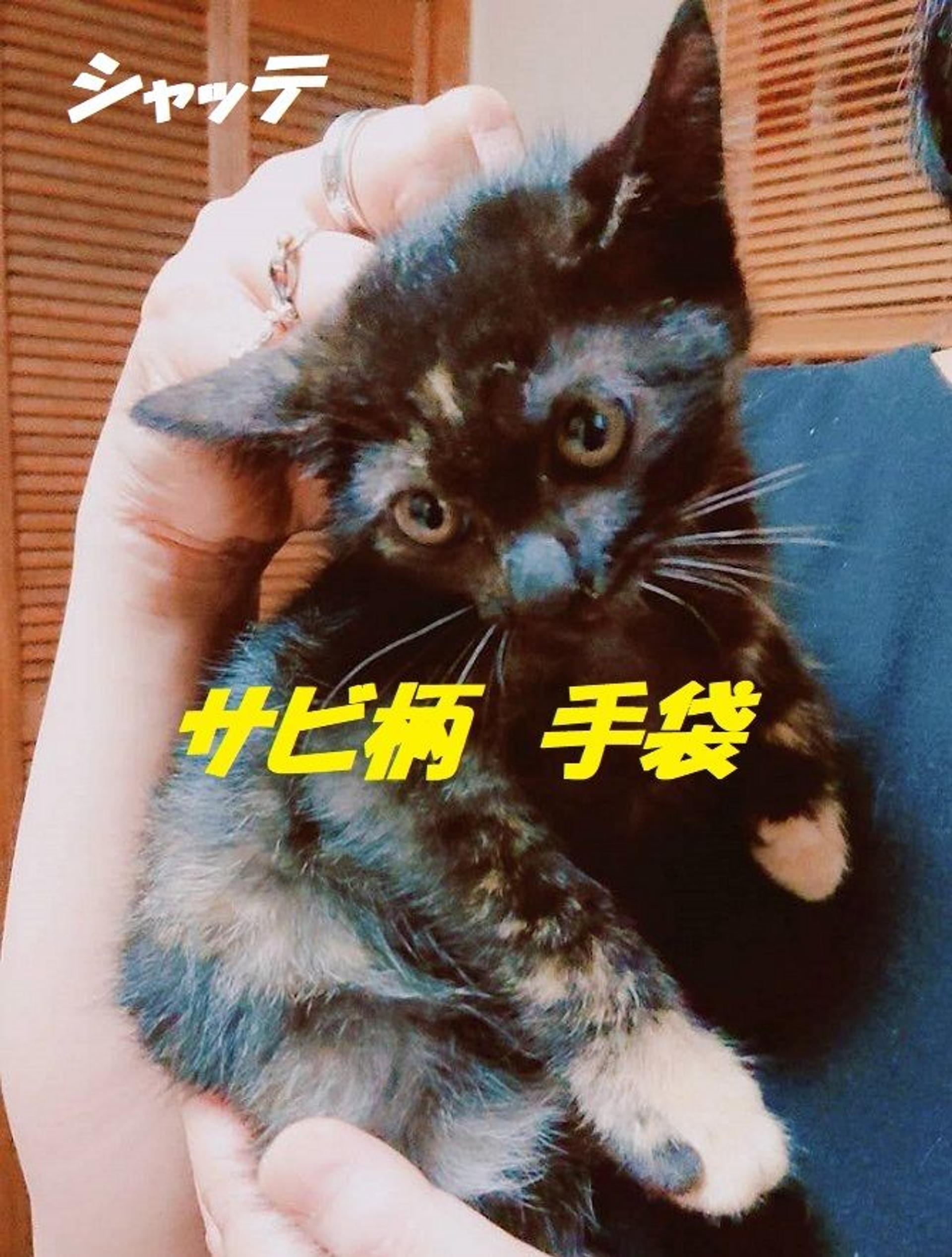 pet-image-3