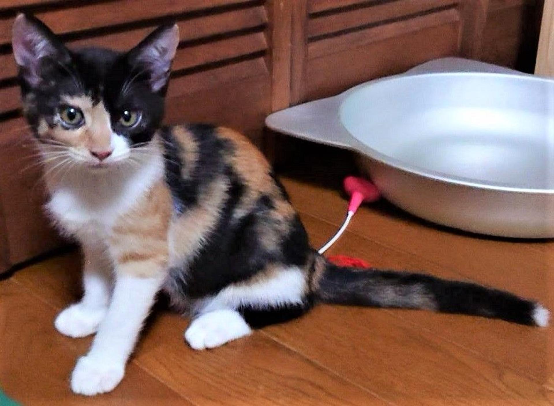 pet-image-4