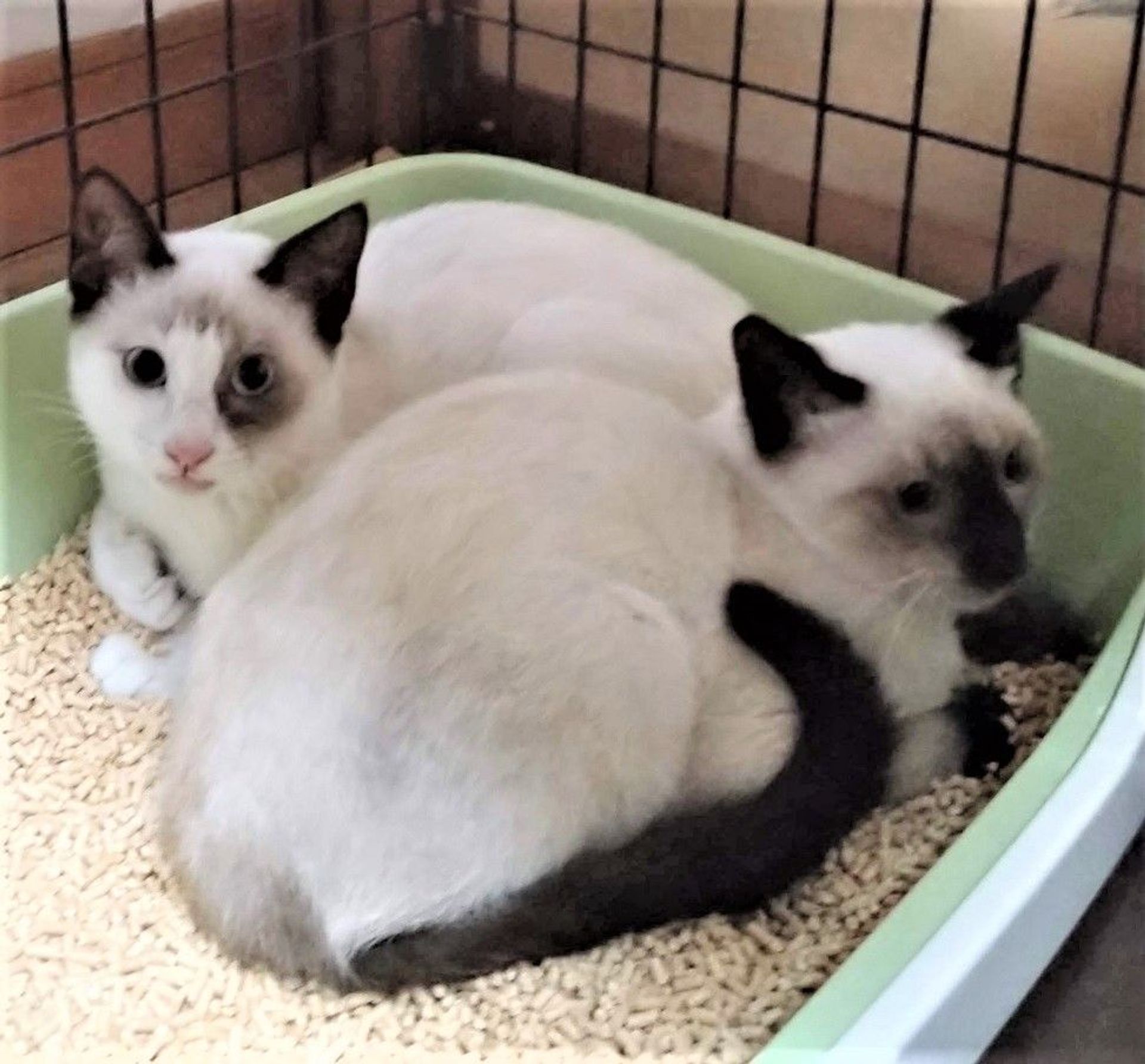 雑種（ミックス猫）・オスの里親募集の写真