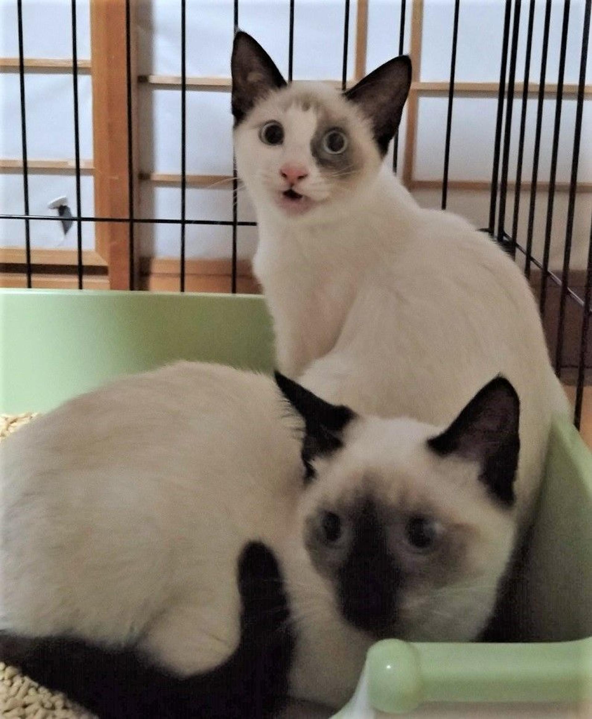 pet-image-4