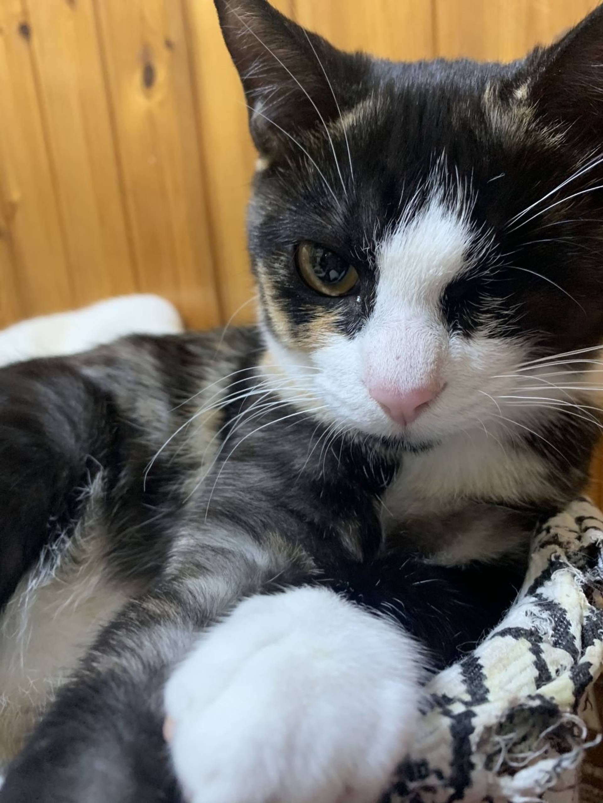 雑種（ミックス猫）・メスの里親募集の写真