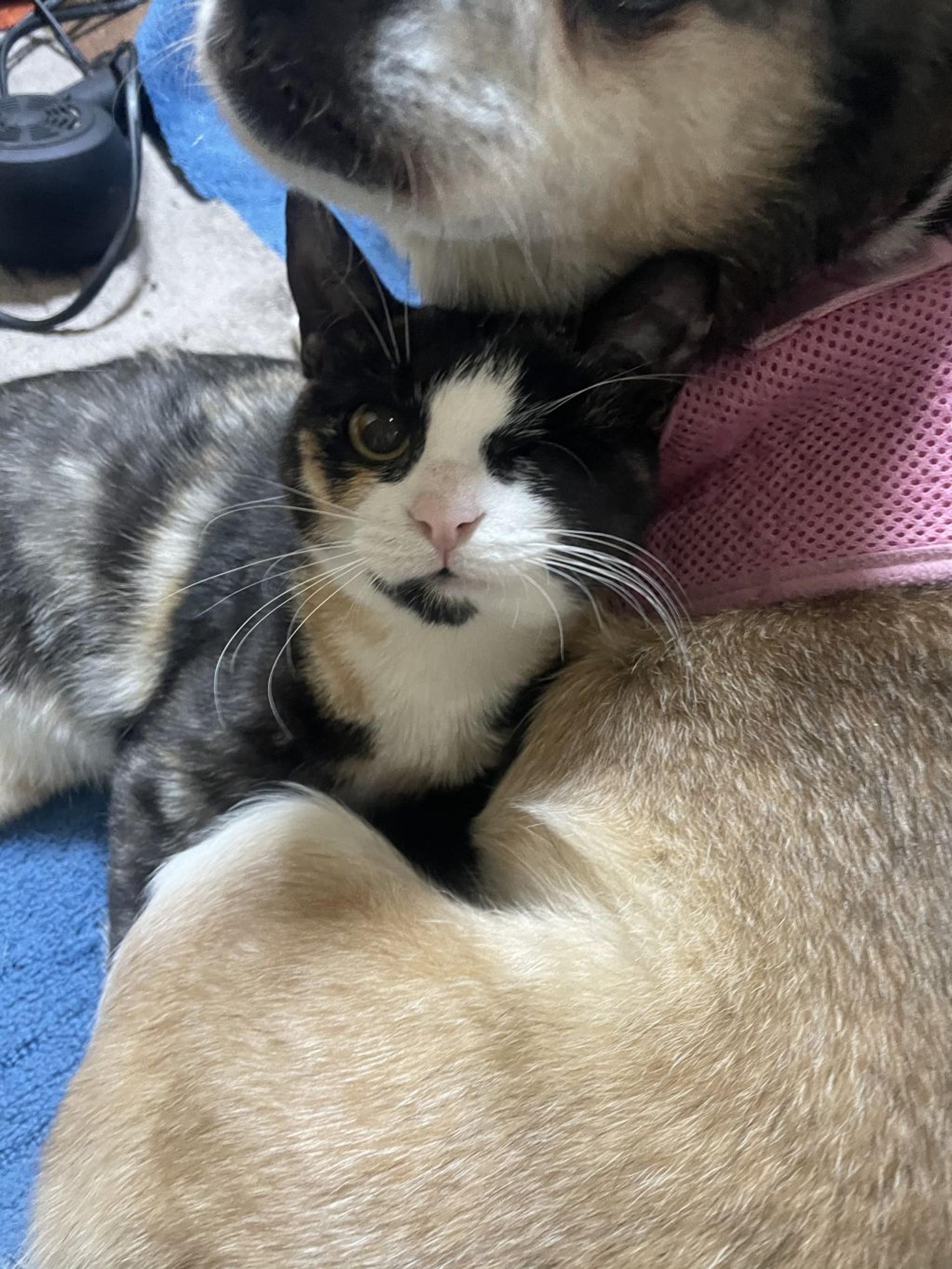 pet-image-3