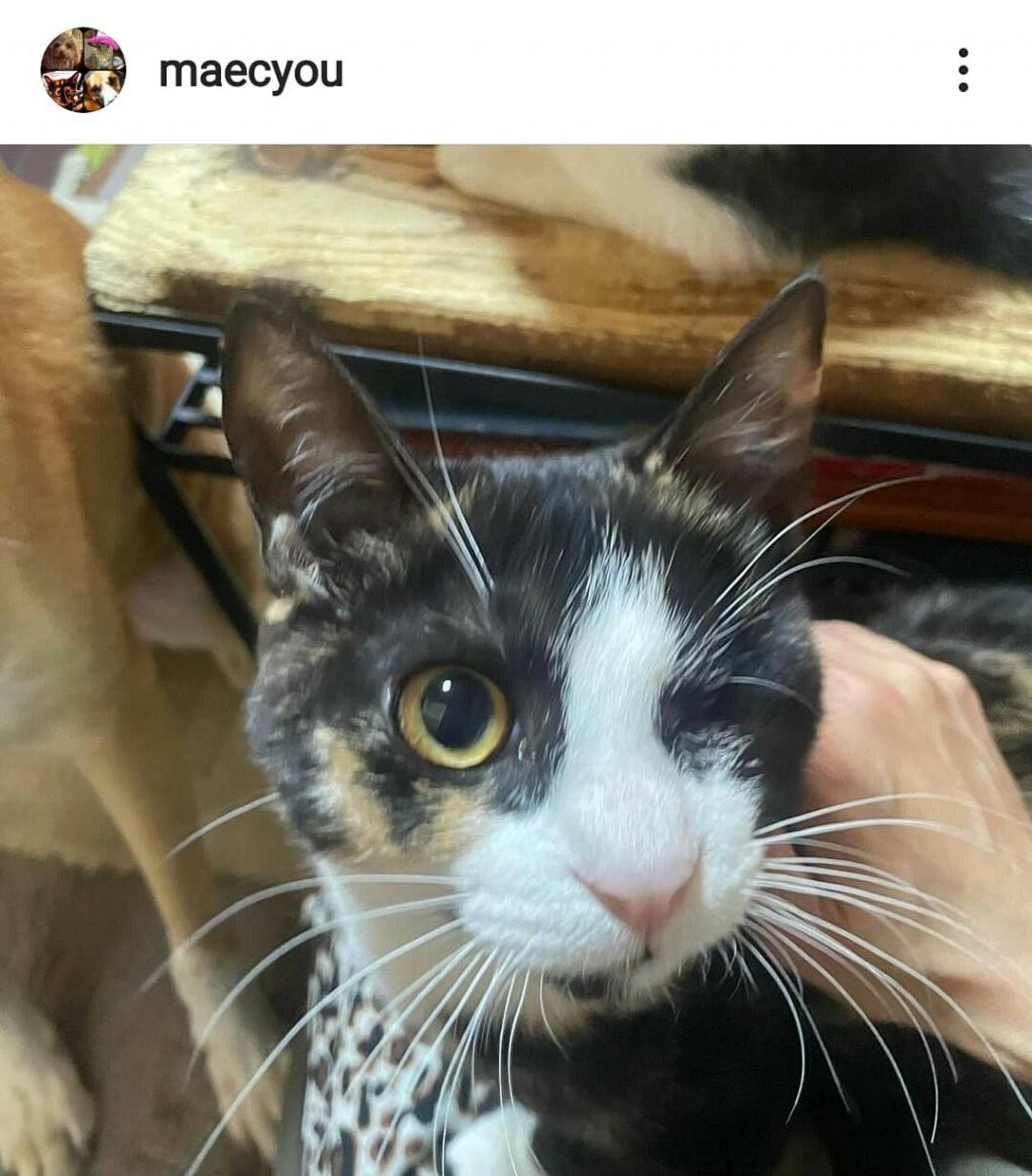 pet-image-2