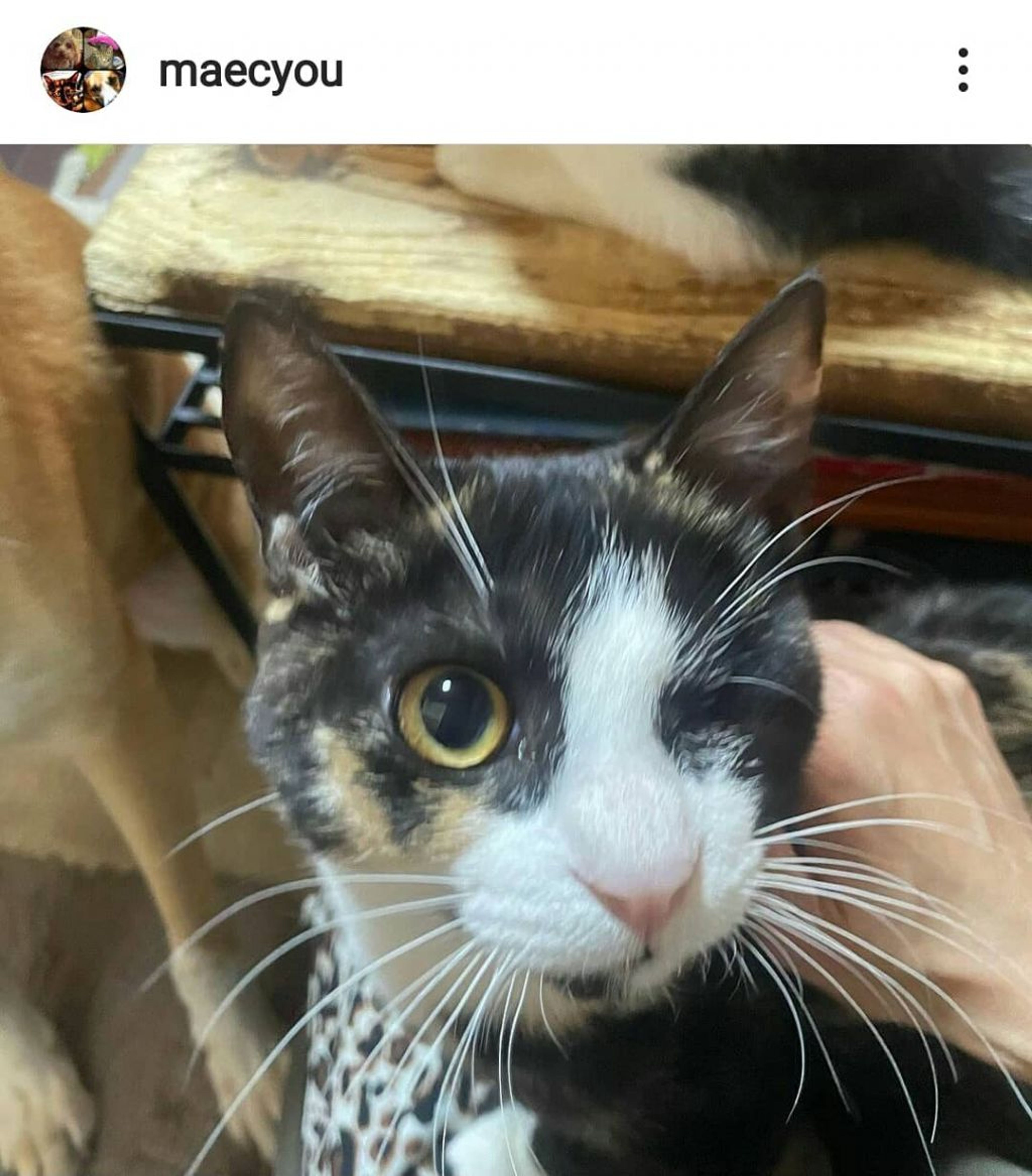pet-image-2