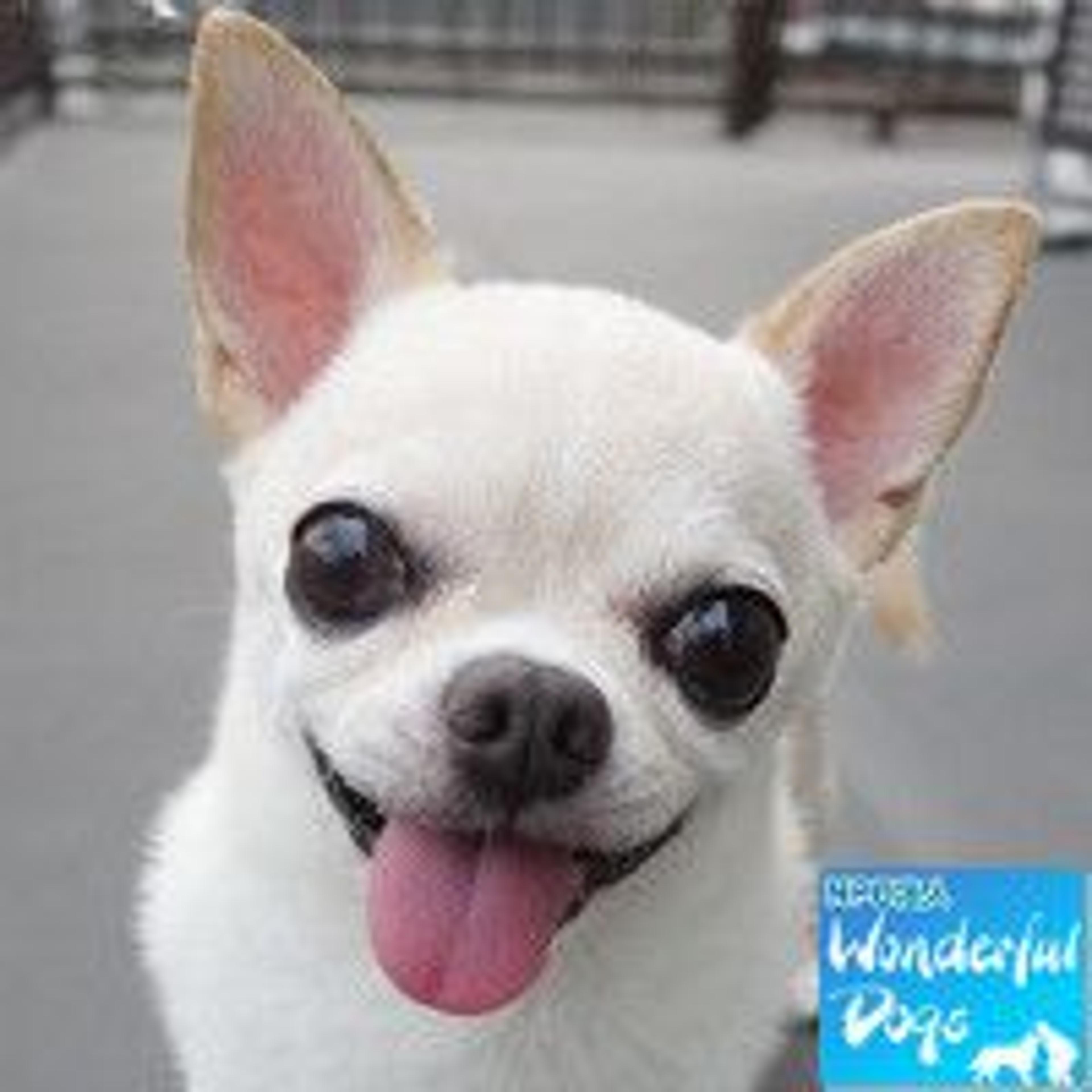 pet-image-2