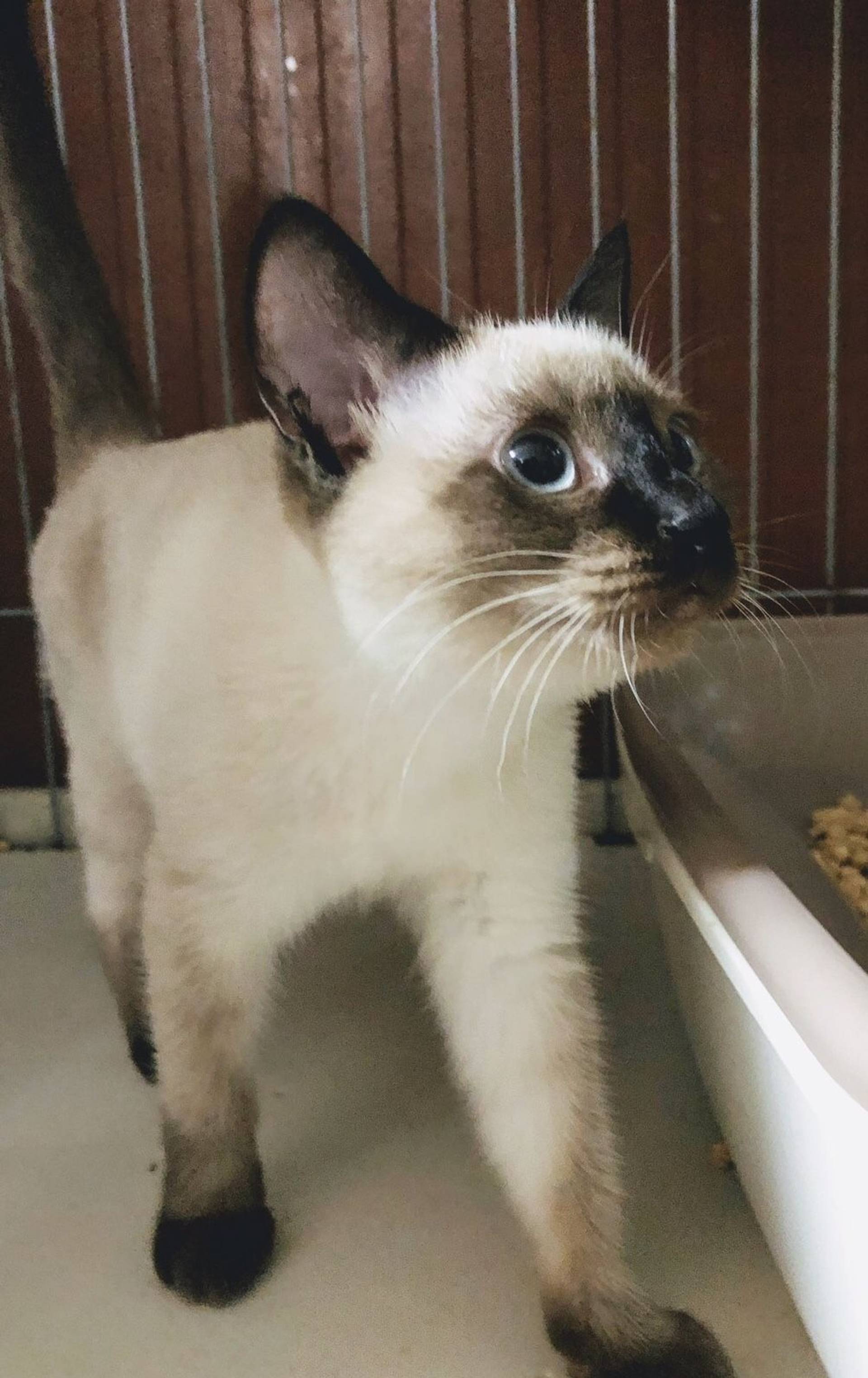 雑種（ミックス猫）・メスの里親募集の写真