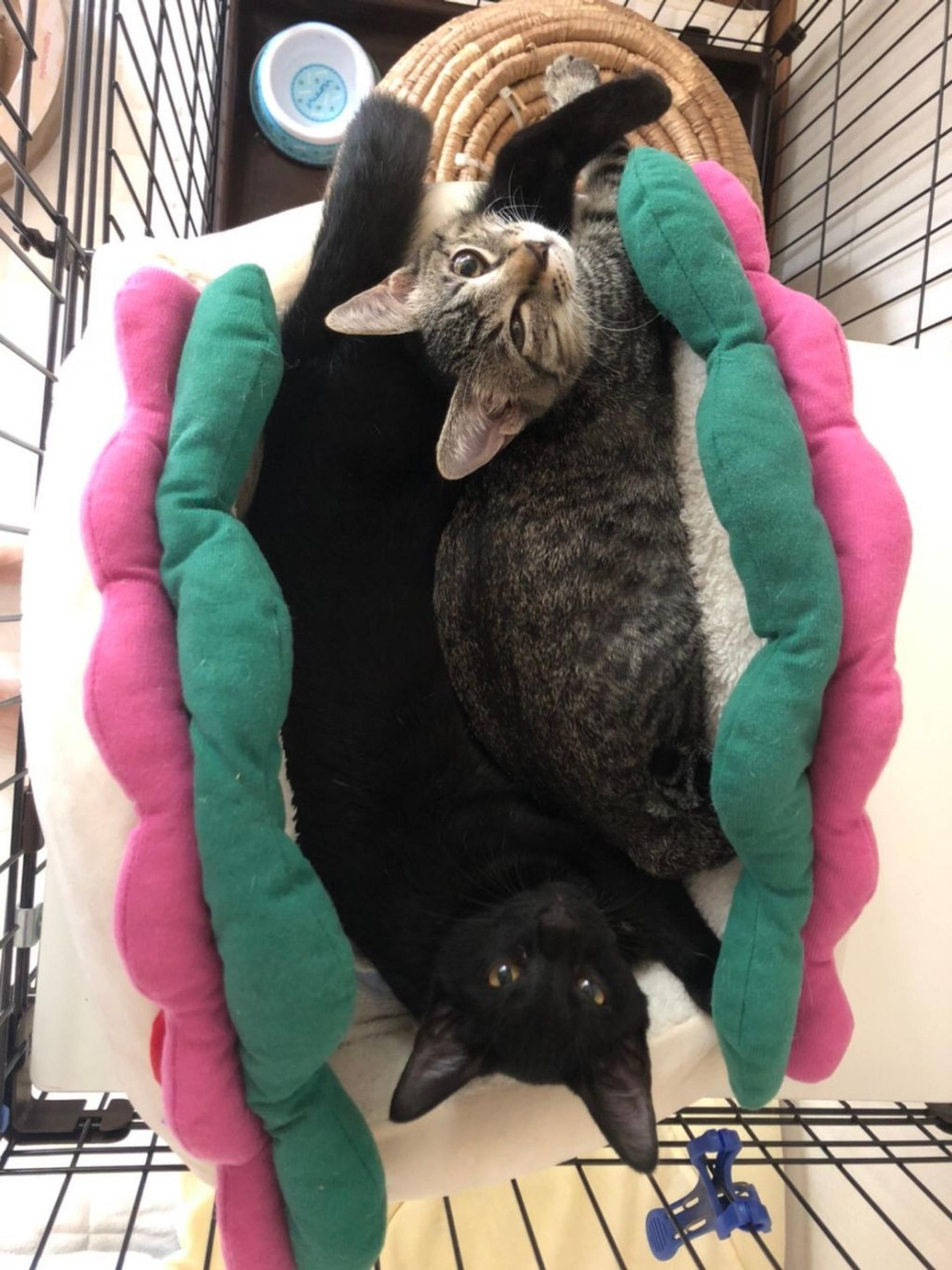 pet-image-4