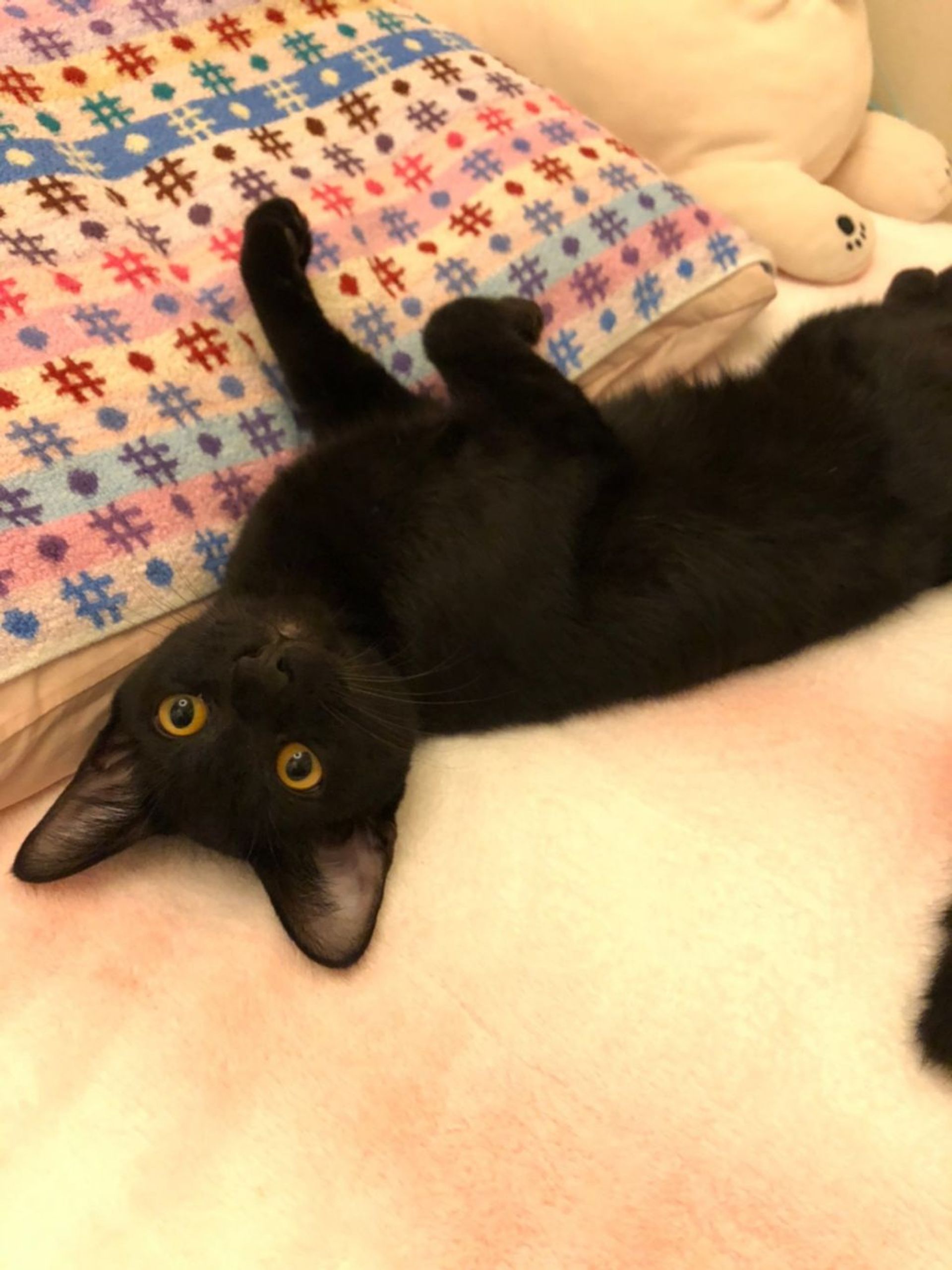 雑種（ミックス猫）・オスの里親募集の写真