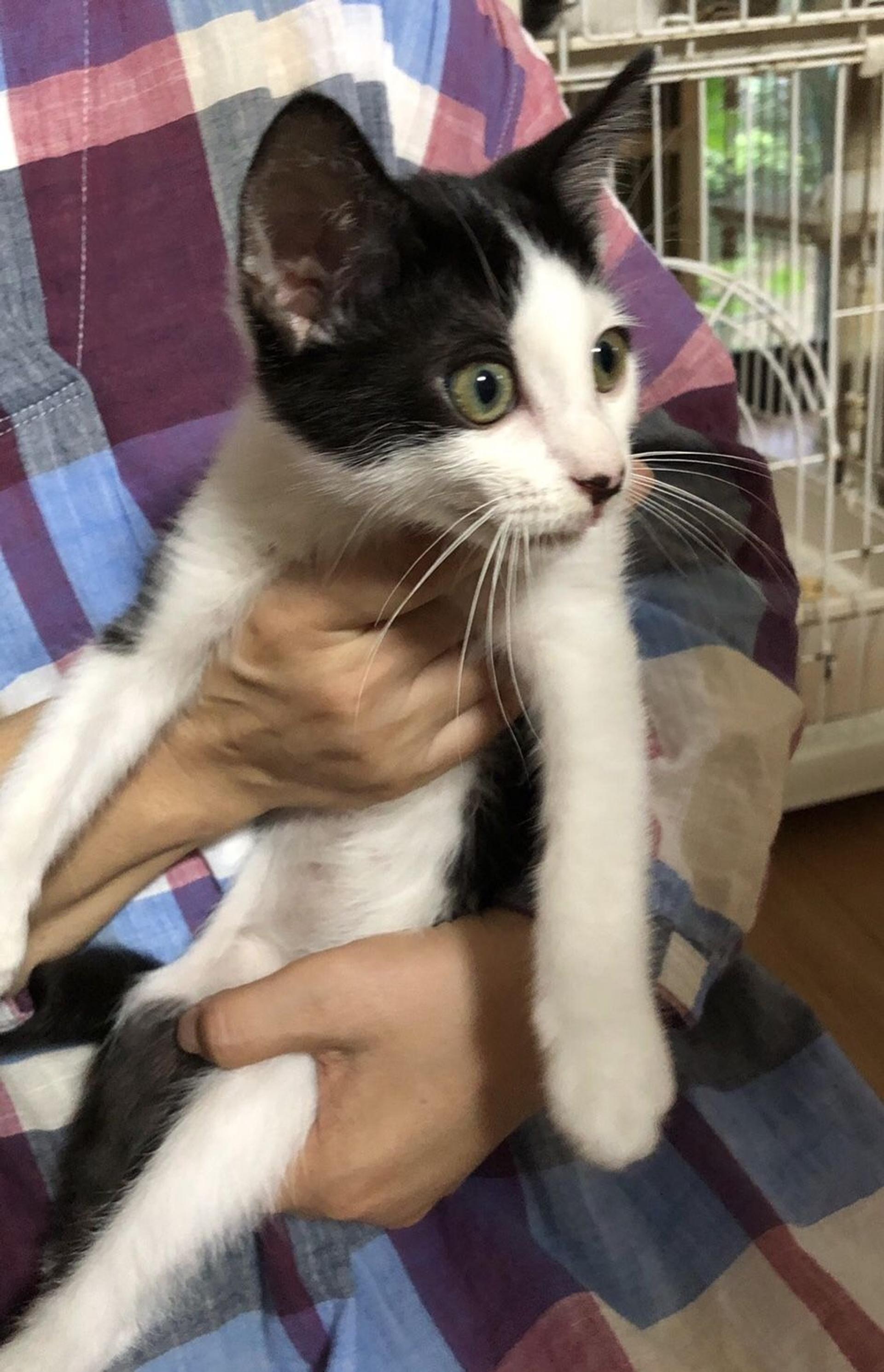 pet-image-2