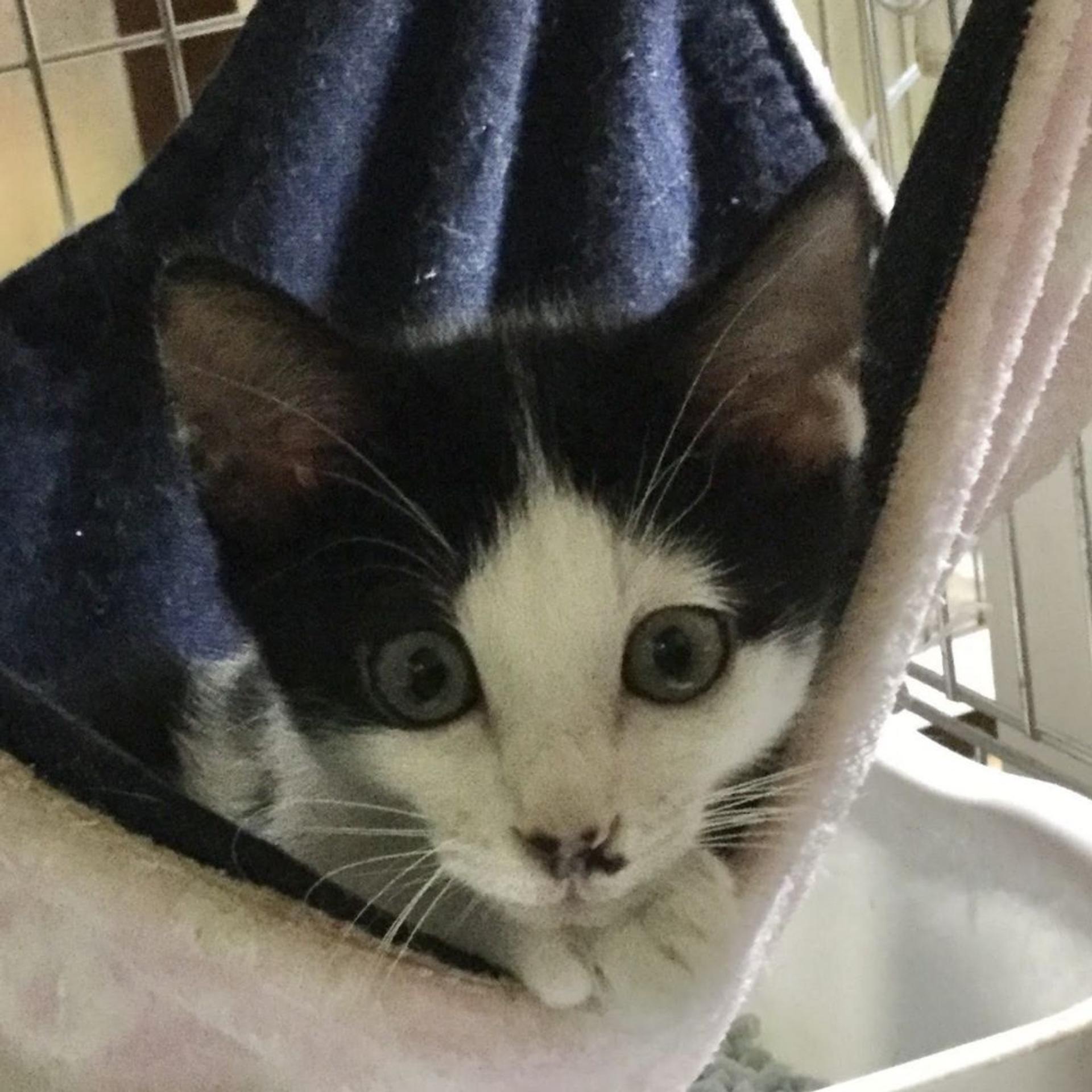 pet-image-3